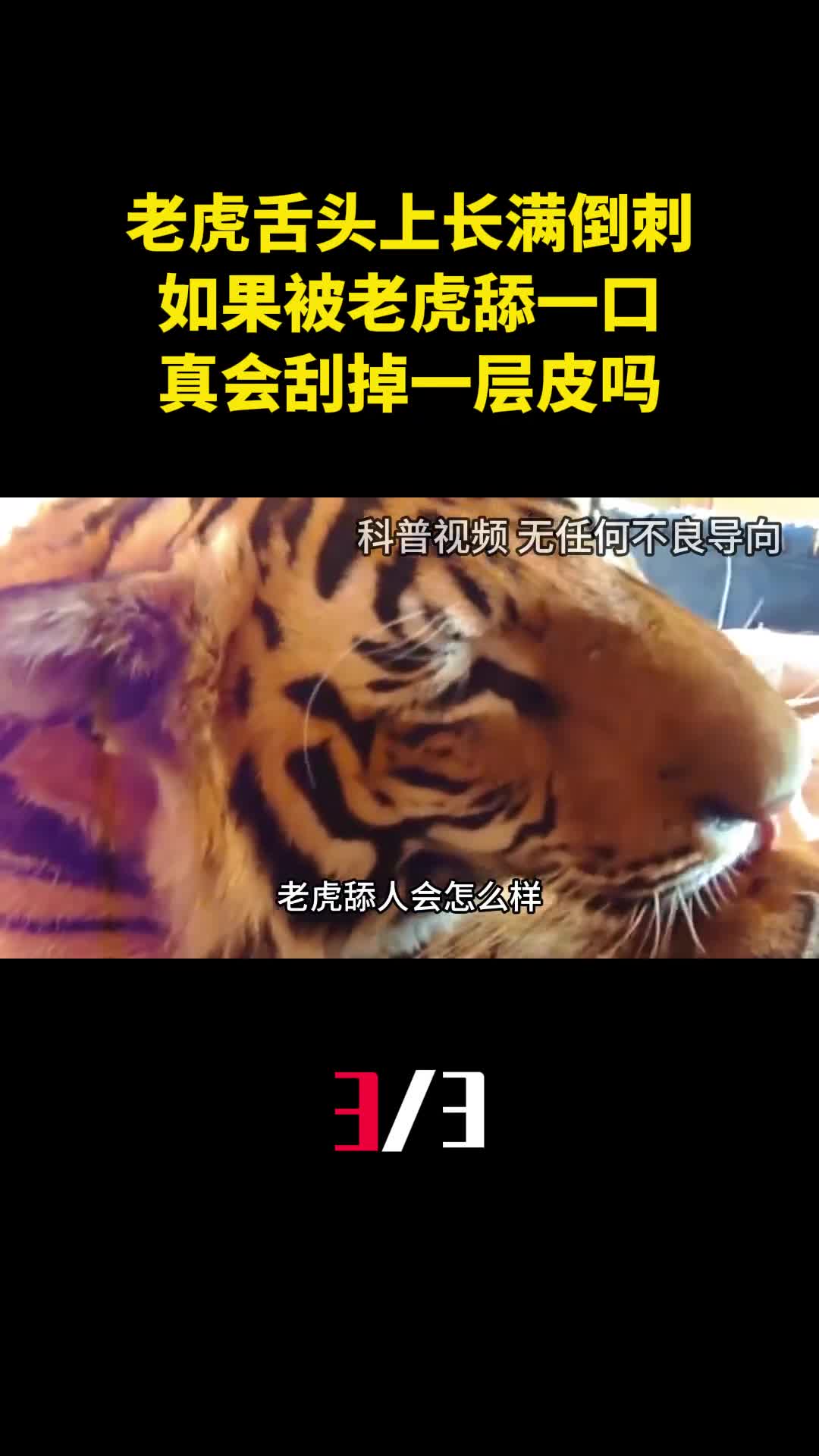 老虎舌头上长满倒刺如果被老虎舔一口真会刮掉一层皮吗3