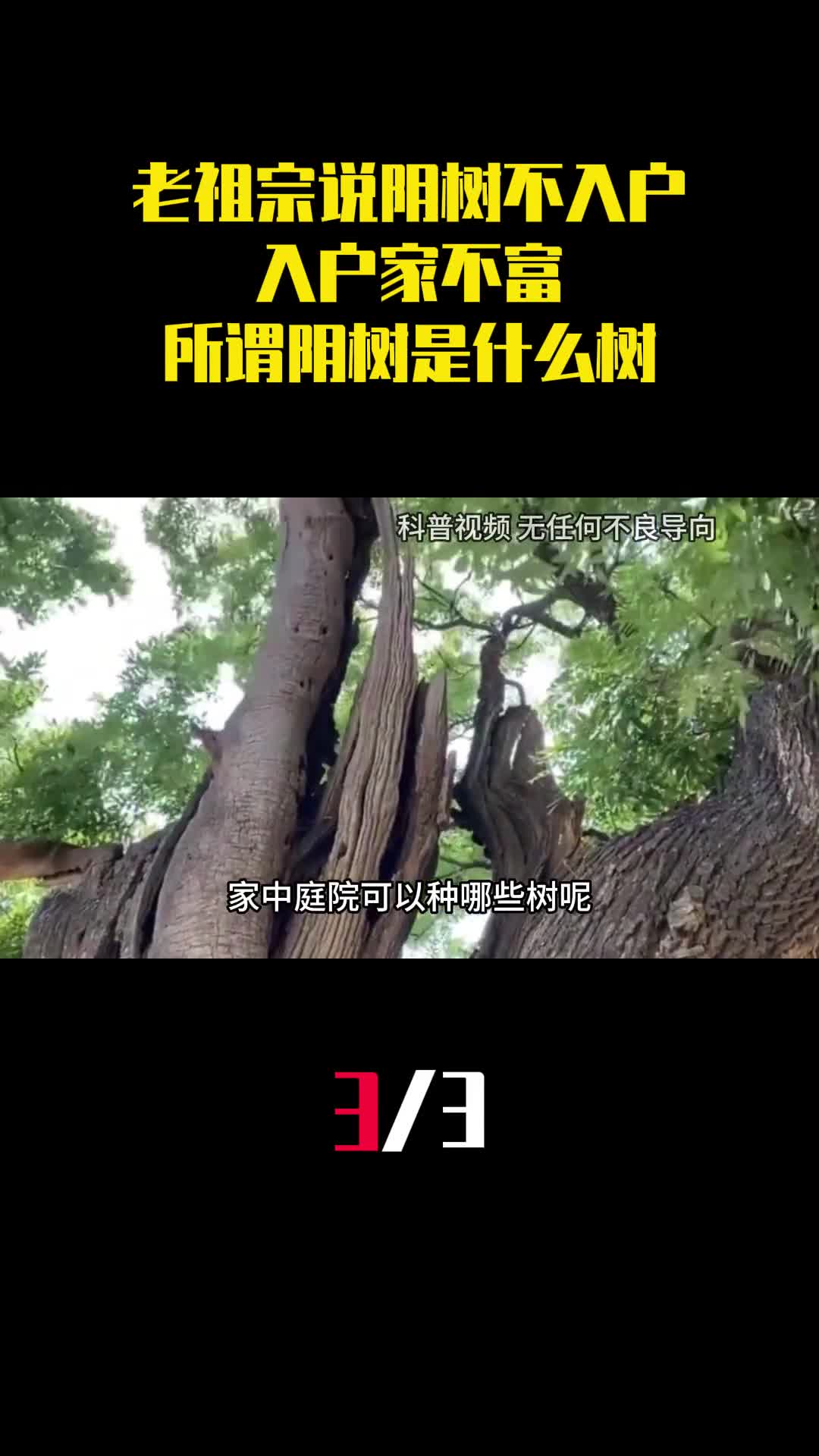 老祖宗说阴树不入户入户家不富所谓阴树是什么树3