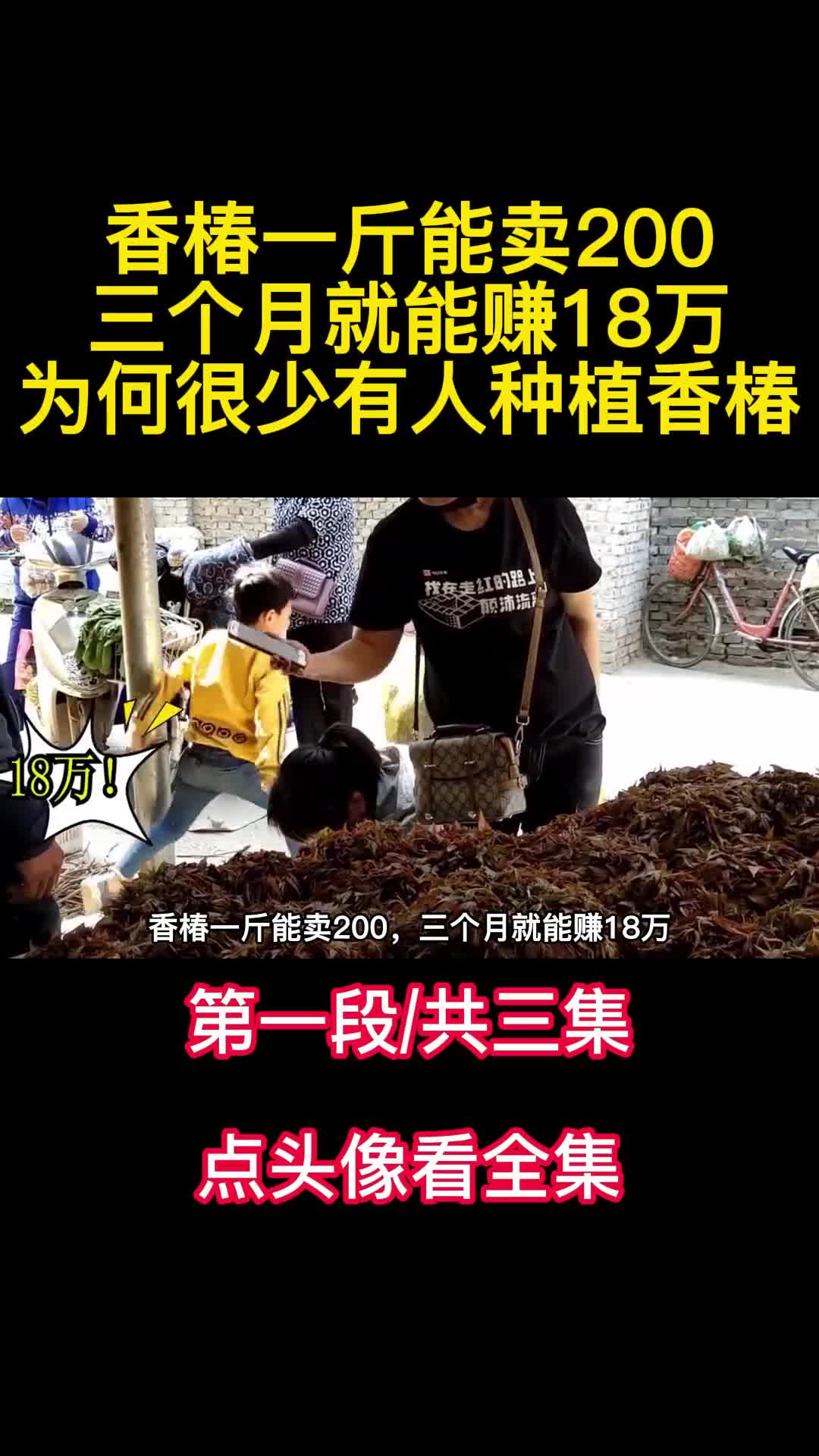 香椿一斤能卖200三个月就能赚18万为何很少有人种植香椿1