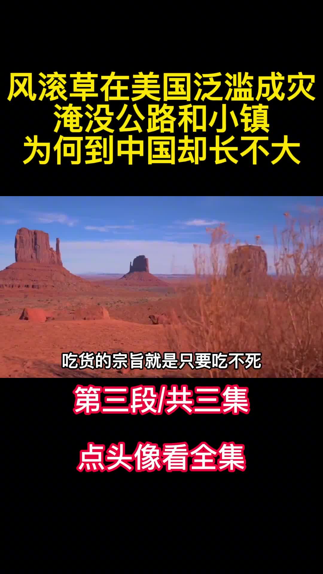 风滚草在美国泛滥成灾淹没公路和小镇为何到中国却长不大3