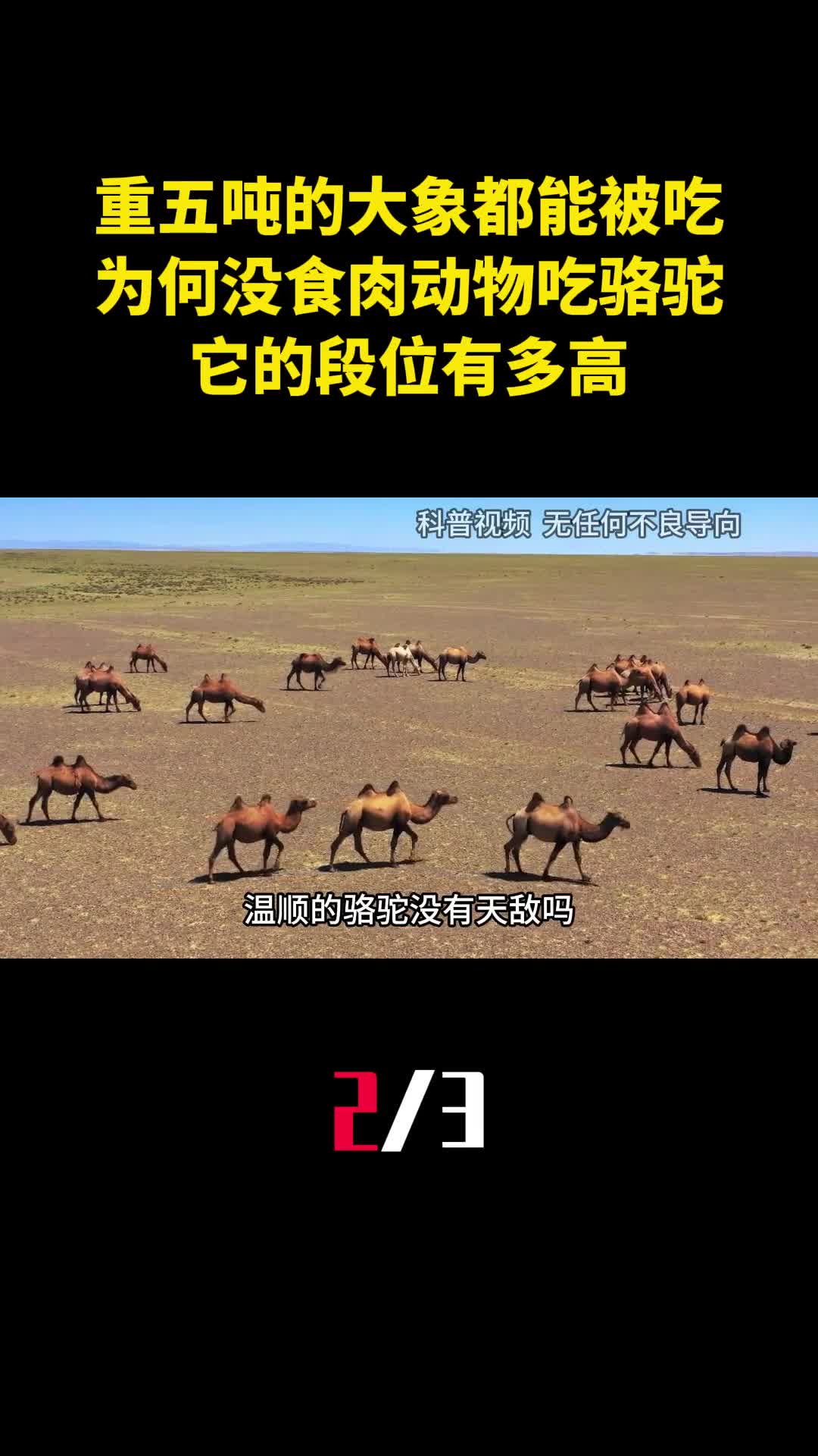 重五吨的大象都能被吃为何没食肉动物吃骆驼它的段位有多高2