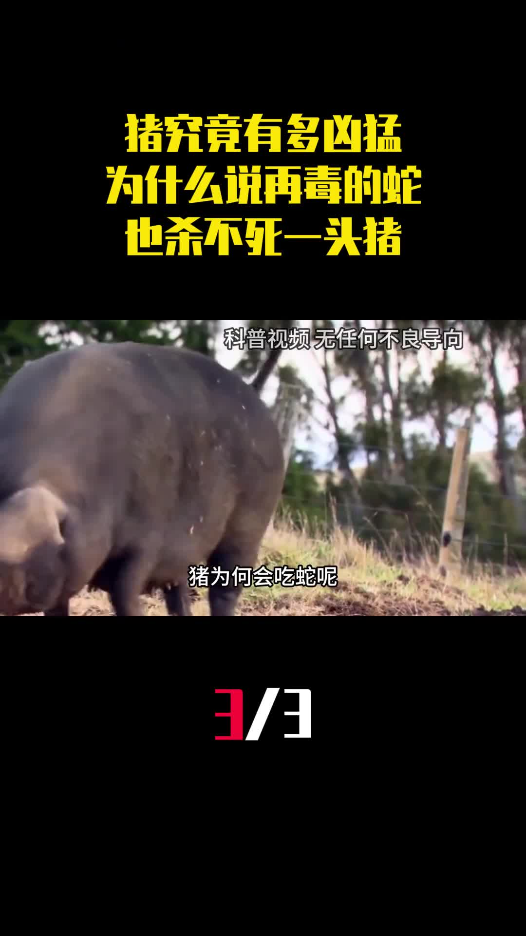 猪究竟有多凶猛为什么说再毒的蛇也杀不死一头猪3