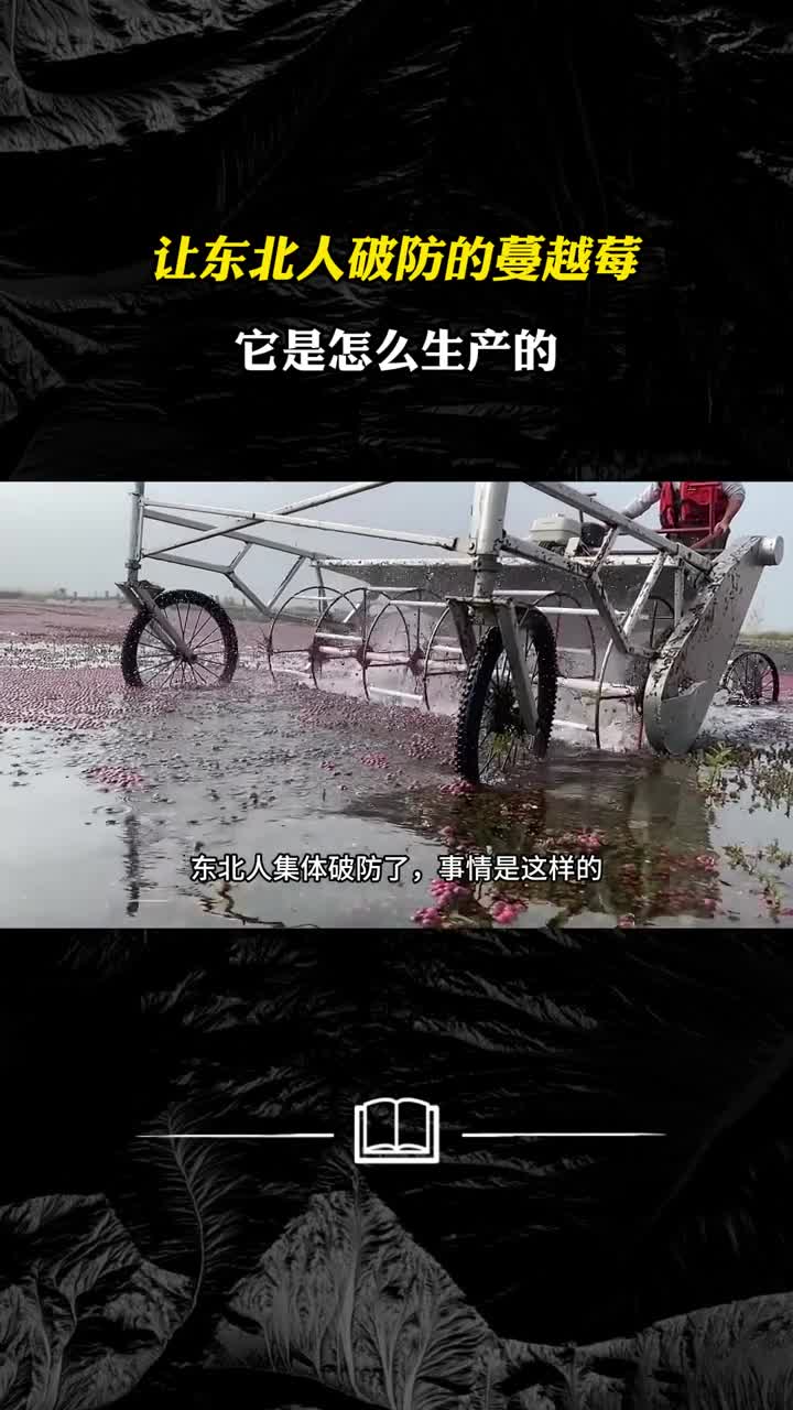 亚洲的蔓越莓生产基地居然就在中国北方