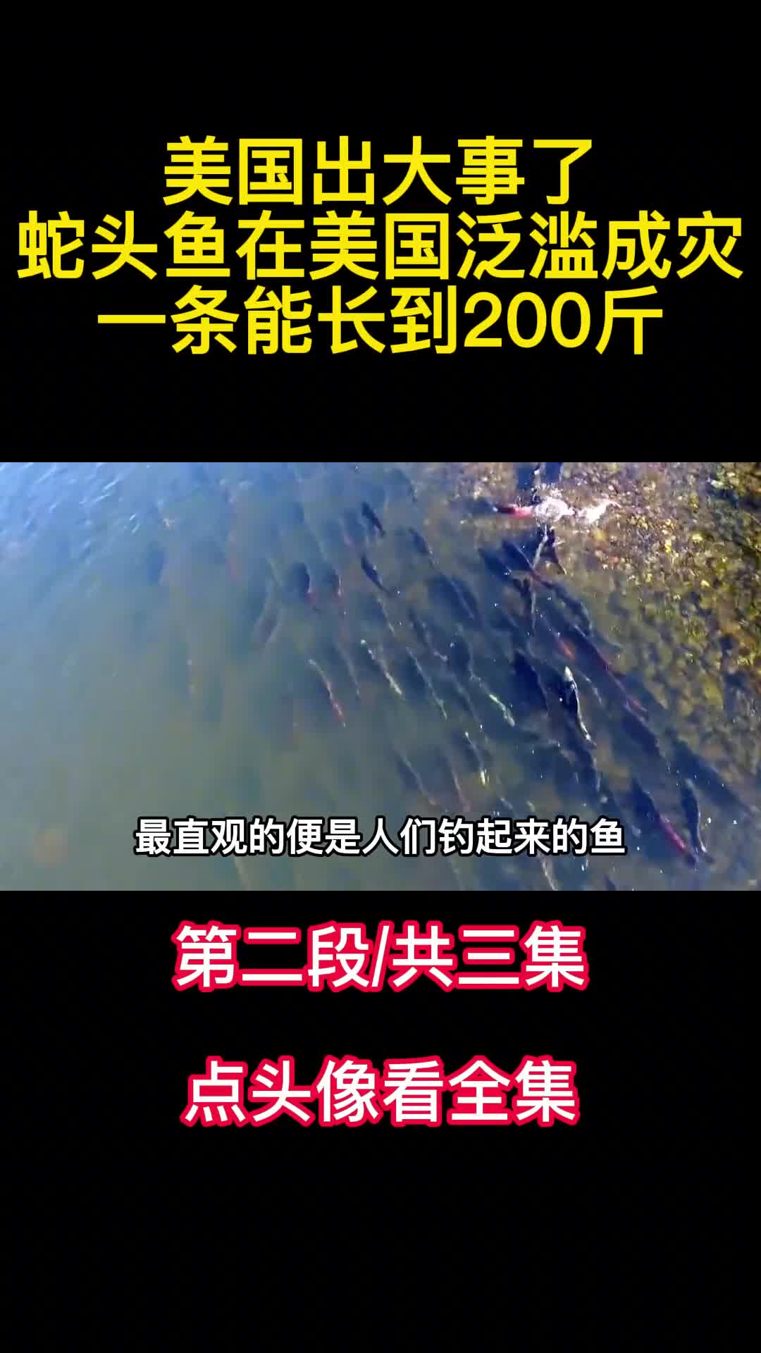 美国出大事了蛇头鱼在美国泛滥成灾一条能长到200斤2