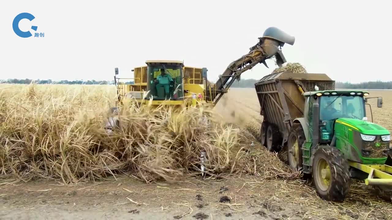不可思议的甘蔗收割机把甘蔗自动切割成相等小段