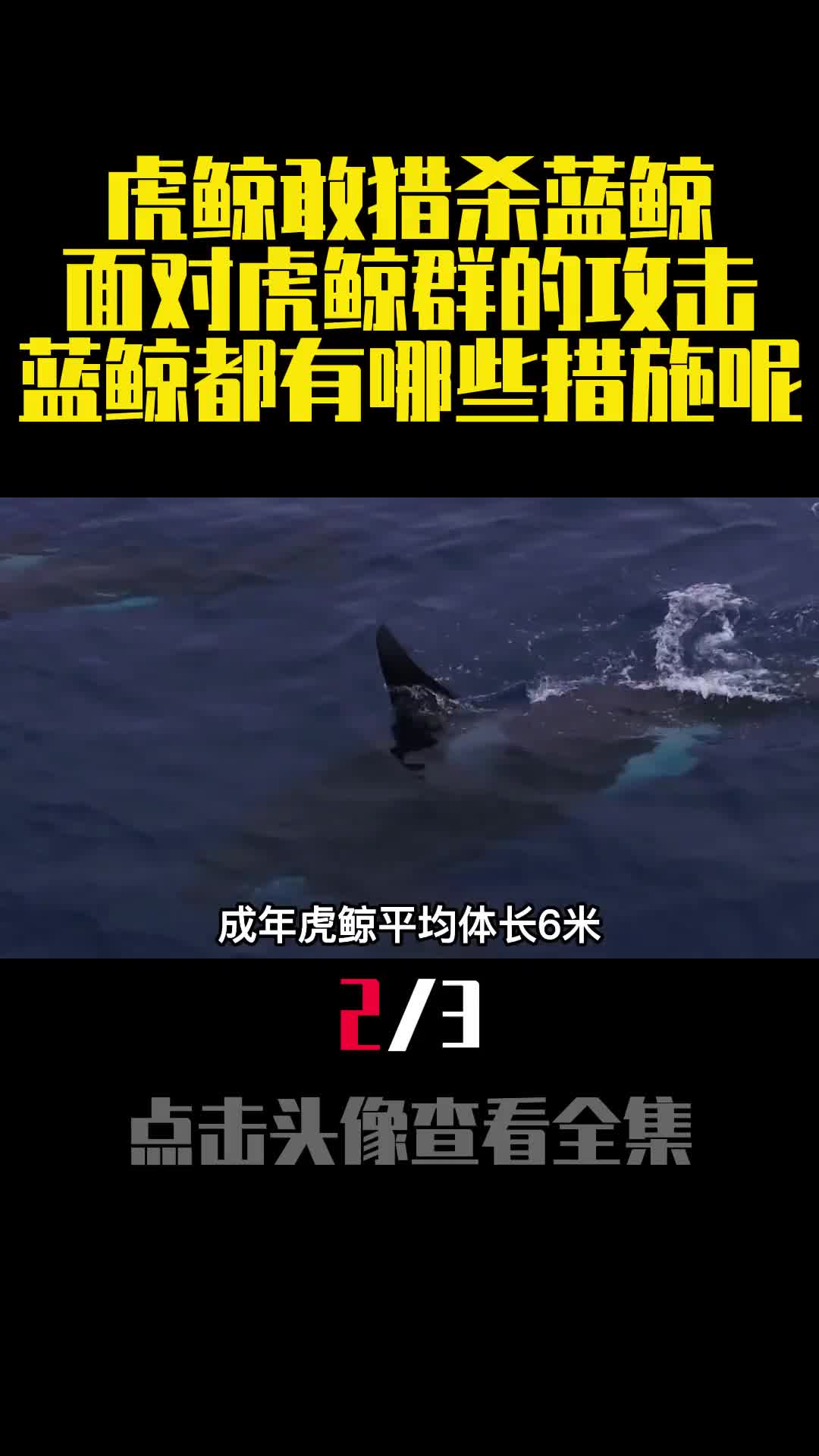 虎鲸敢猎杀蓝鲸面对虎鲸群的攻击蓝鲸都有哪些措施呢2