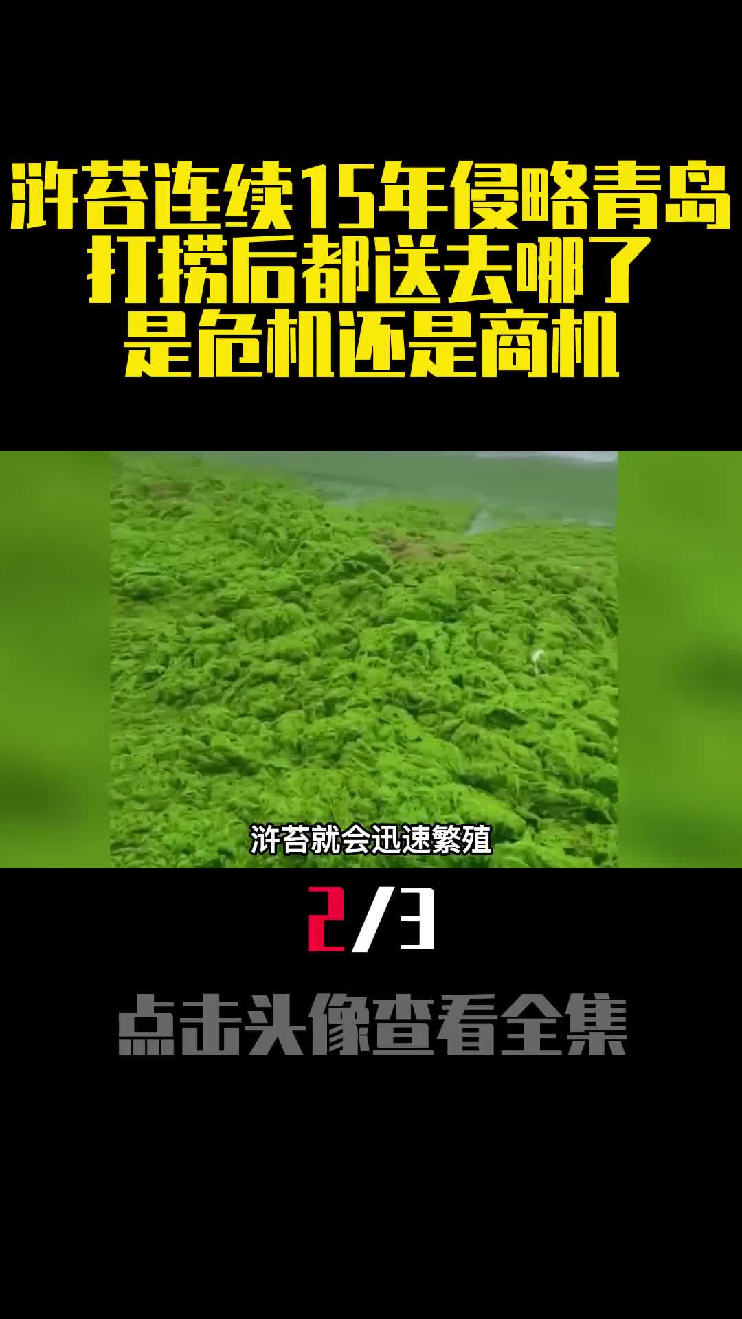 浒苔连续15年侵略青岛打捞后都送去哪了是危机还是商机2