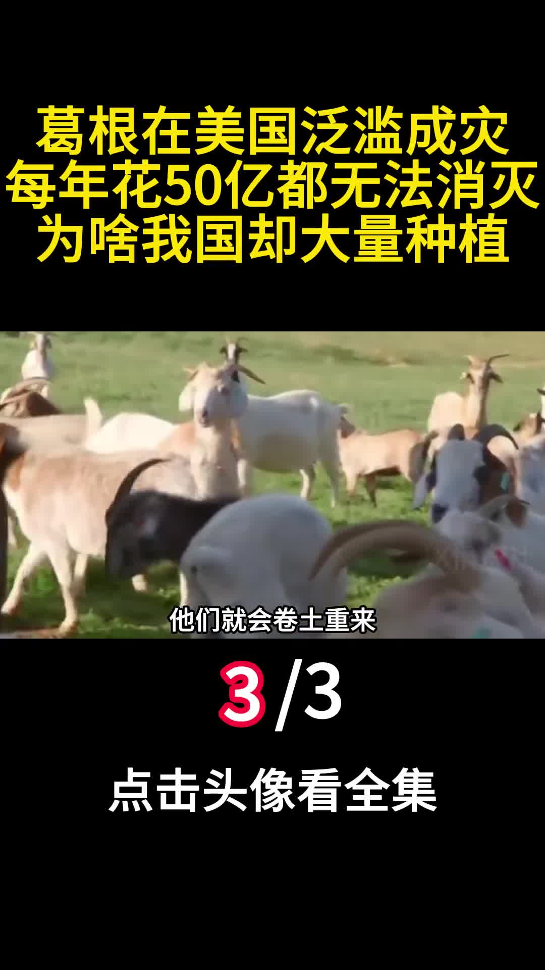 葛根在美国泛滥成灾每年花50亿都无法消灭为啥我国却大量种植3