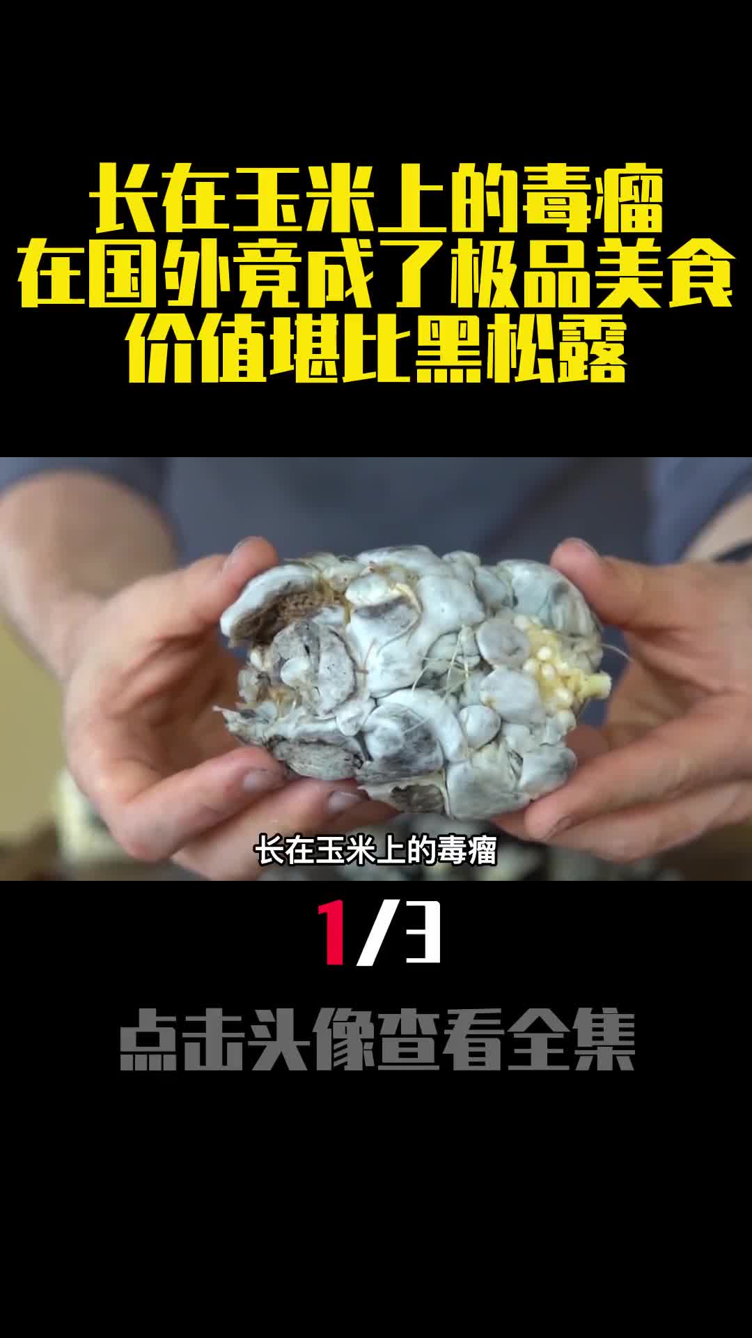 长在玉米上的毒瘤在国外竟成了极品美食价值堪比黑松露1