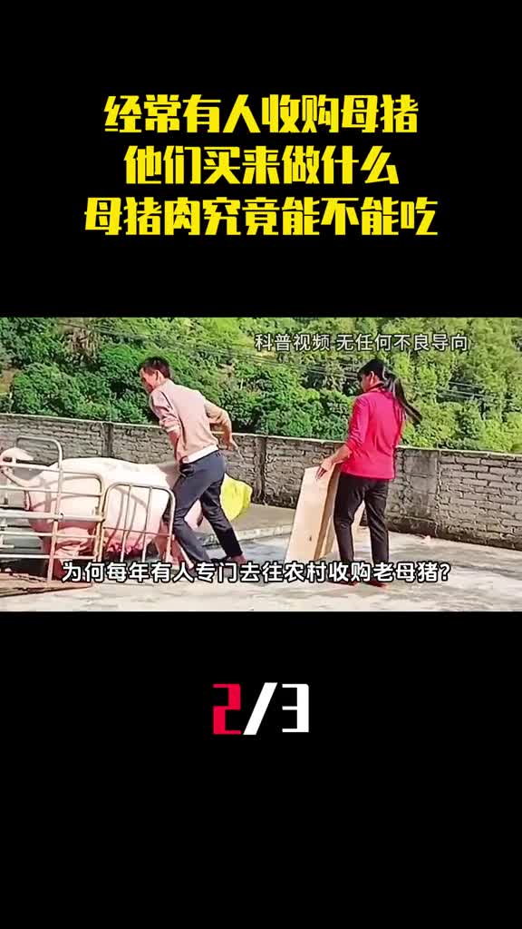 经常有人下乡收购母猪他们买来做什么母猪肉究竟能不能吃2