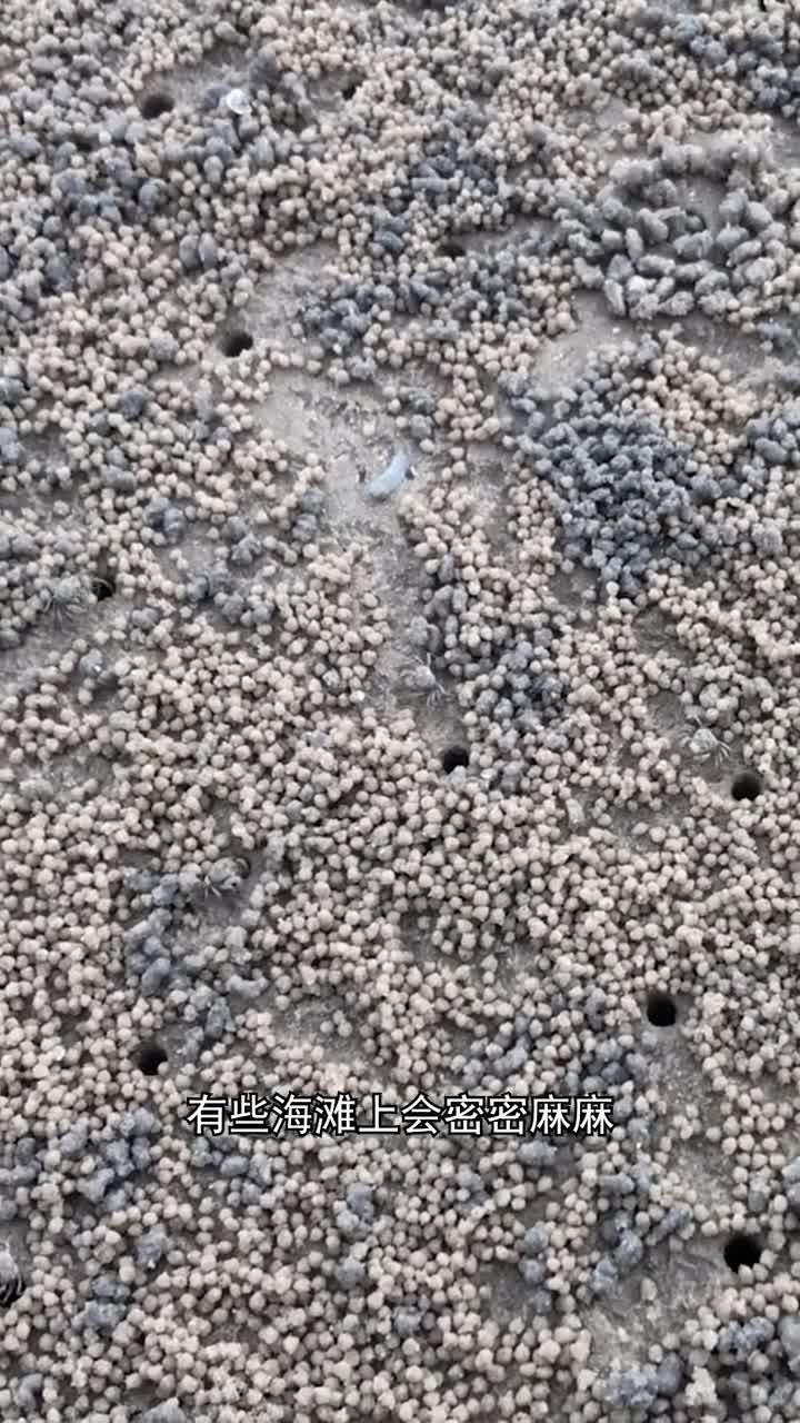 神秘的小沙球背后隐藏着什么