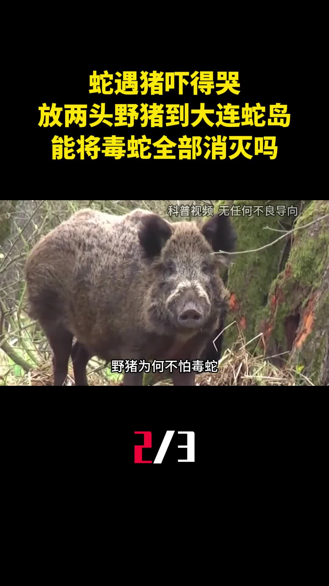 蛇遇猪吓得哭放两头野猪到大连蛇岛能将毒蛇全部消灭吗2
