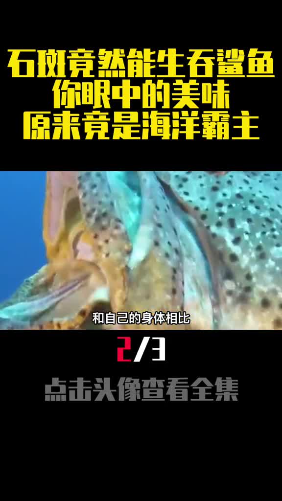 石斑竟然能生吞鲨鱼你眼中的美味原来竟是海洋霸主2