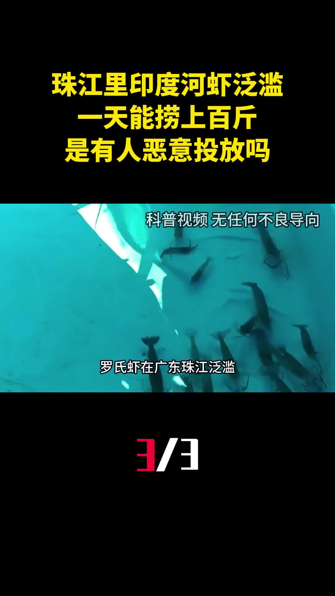 珠江里印度河虾泛滥一天能捞上百斤是有人恶意投放吗3
