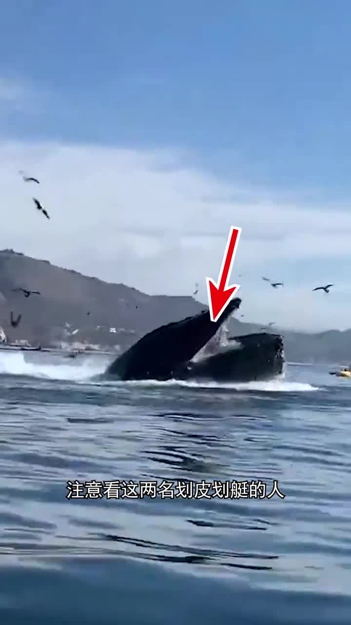 鲸鱼为什么会跃出水面