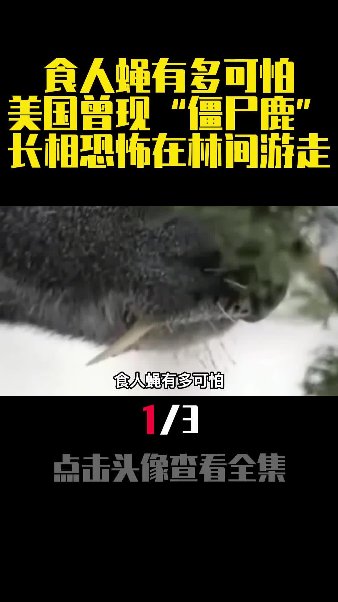 食人蝇有多可怕美国曾现僵尸鹿长相恐怖在林间游走1