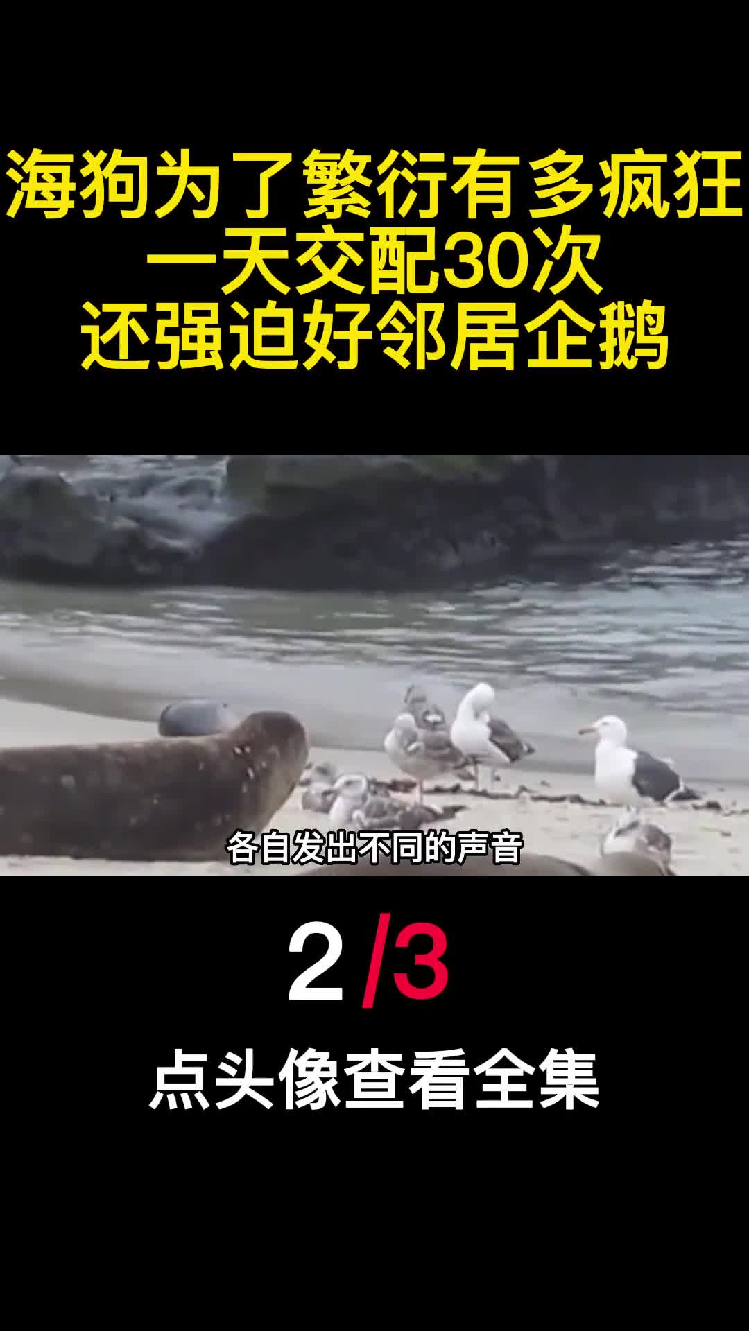 海狗为了繁衍有多疯狂一天交配30次还强迫好邻居企鹅2