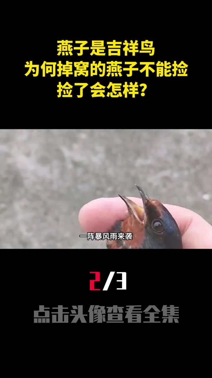 燕子是吉祥鸟为何老人说掉窝的燕子不能捡捡了会怎样2