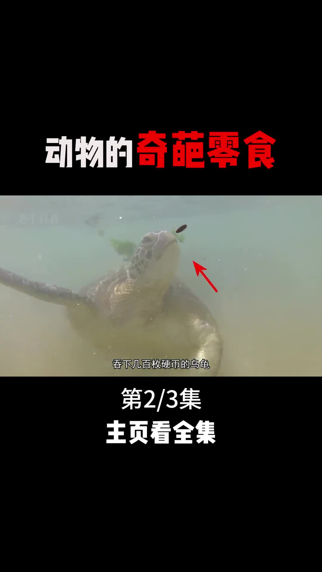 动物体内竟然有这么多不可思议的零食2