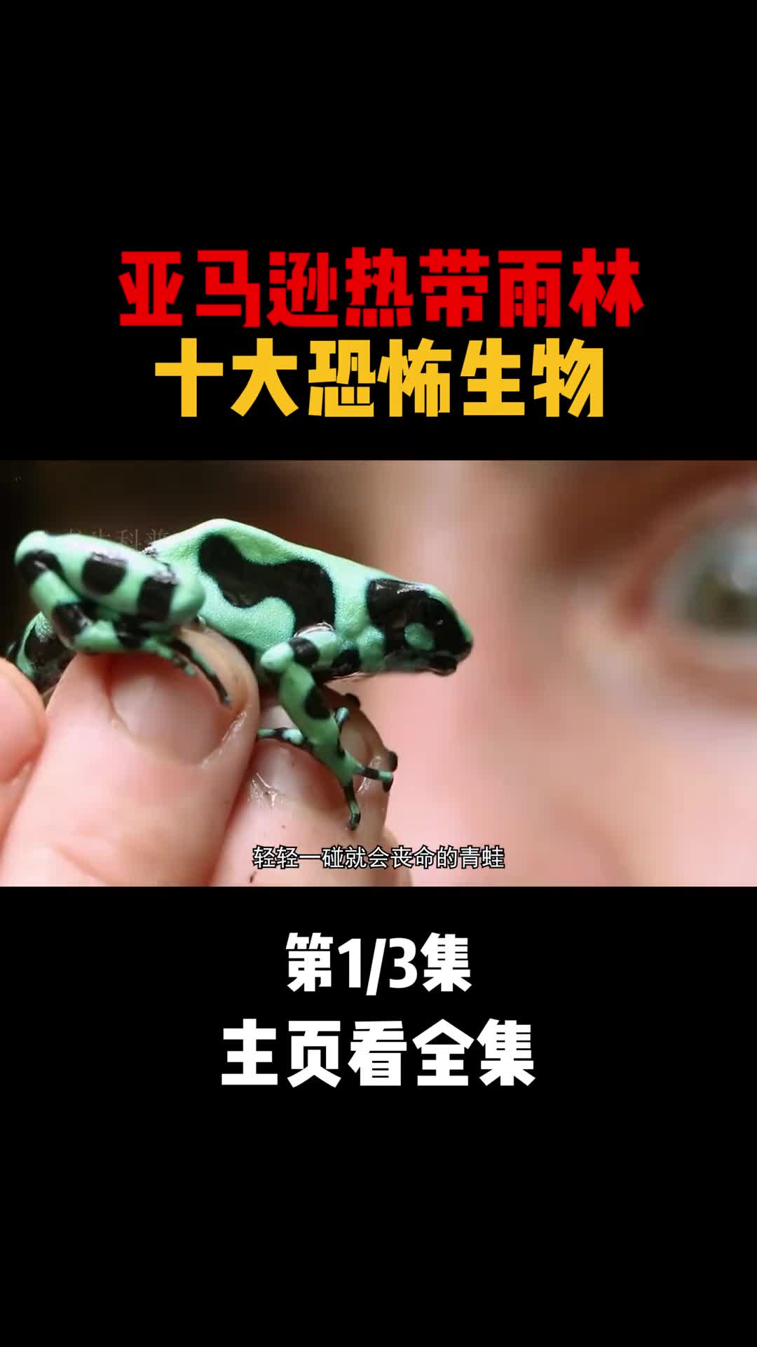 亚马逊雨林十大恐怖生物箭毒蛙排第九第二名令所有男人坦之色变