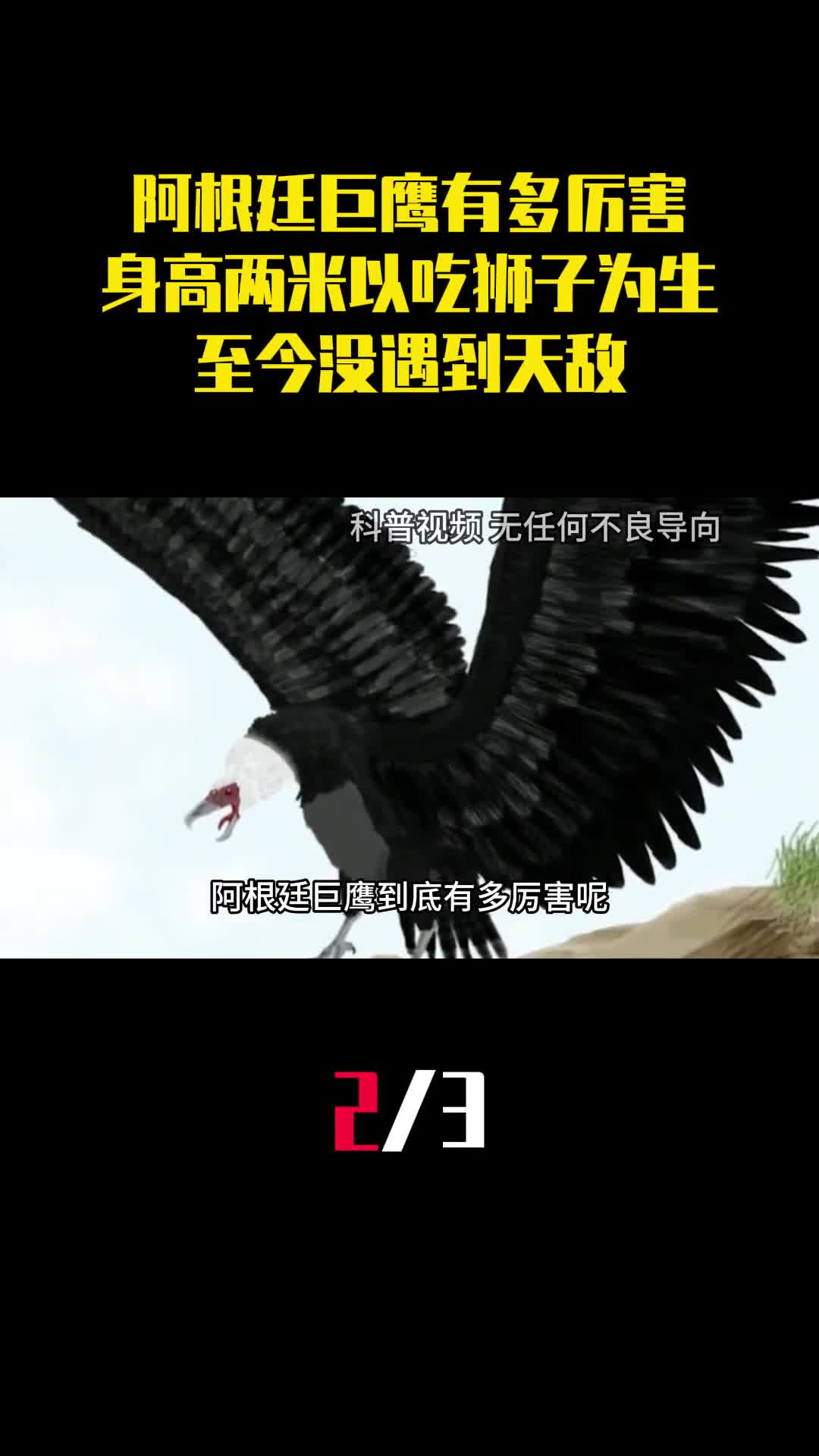 阿根廷巨鹰有多厉害身高两米以吃狮子为生至今没遇到天敌2