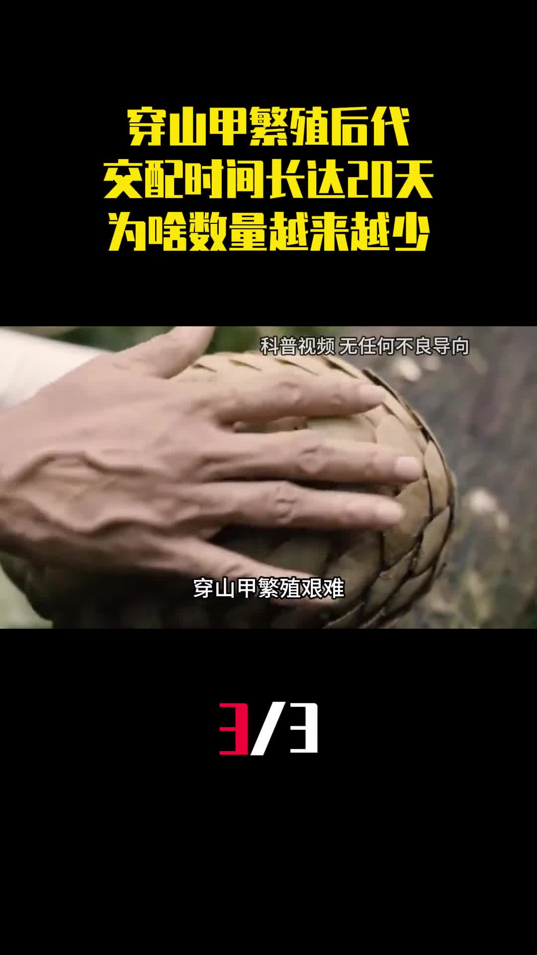 穿山甲怎样繁殖后代的交配时间长达20天为啥数量越来越少3