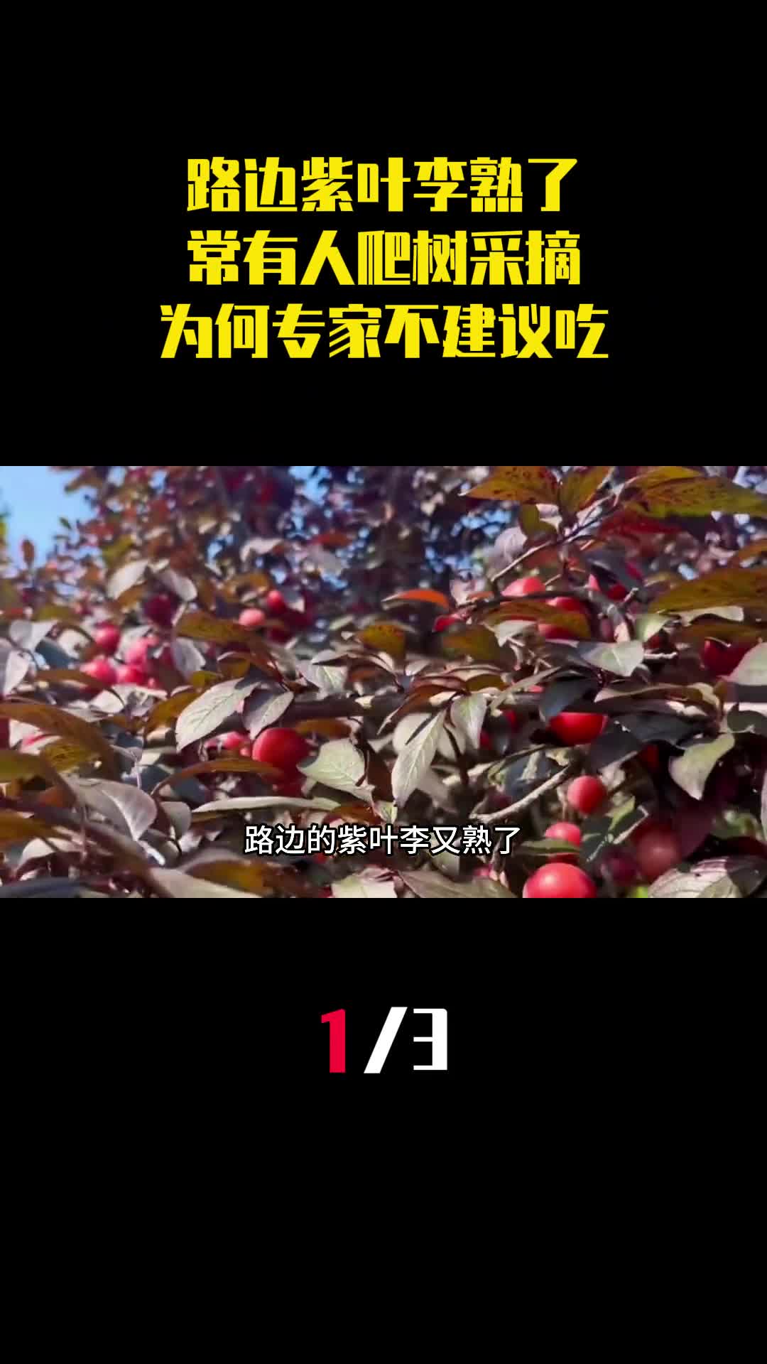 路边的紫叶李又熟了常有人爬树采摘为何专家不建议吃1