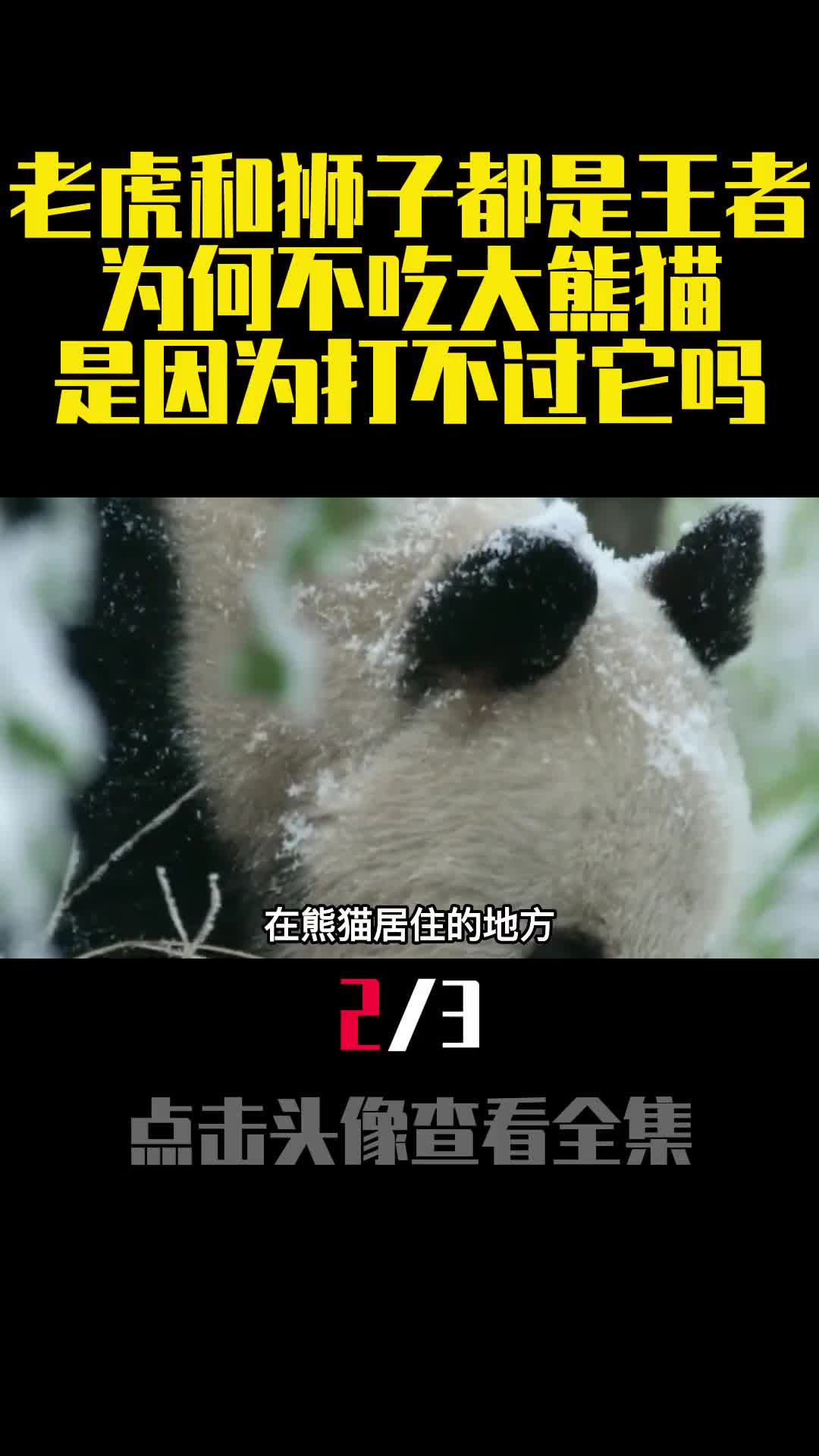 老虎和狮子都是王者为何不吃大熊猫是因为打不过它吗2