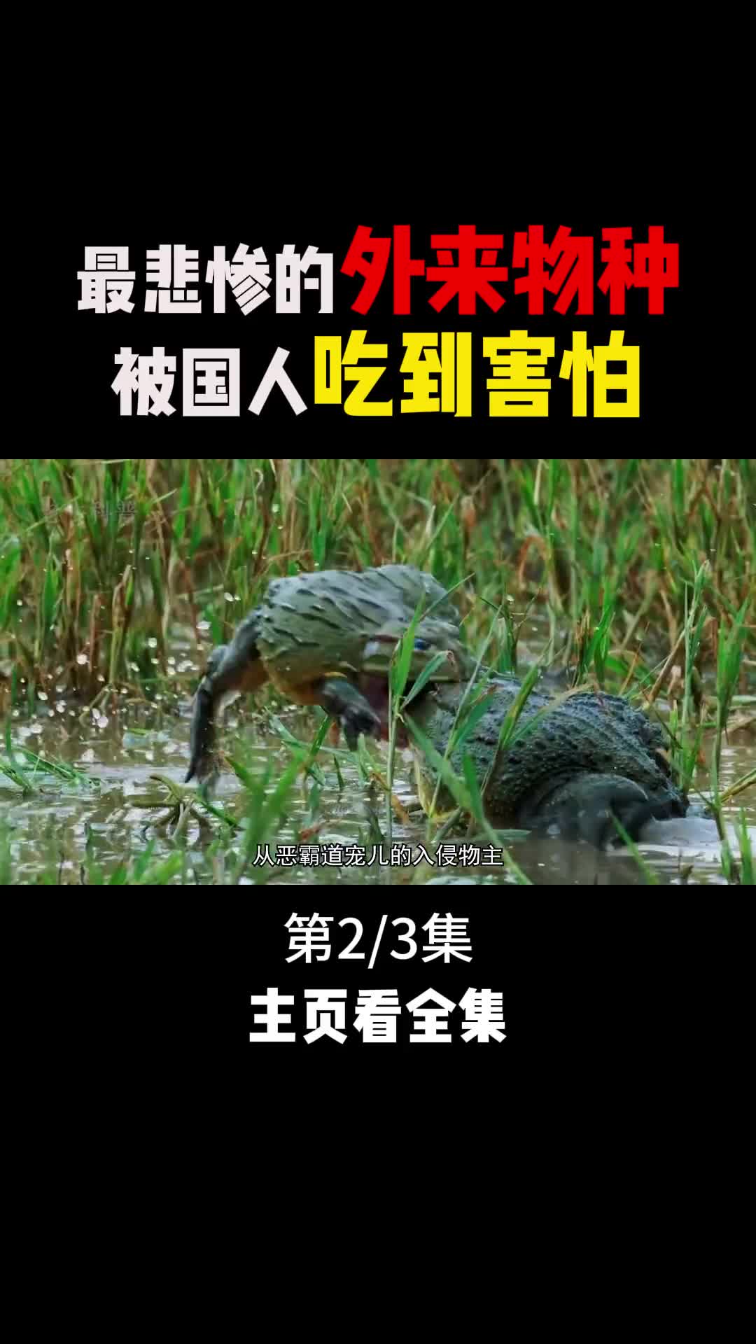 最悲惨的外来物种不仅被吃到养殖还被当作香饽饽出口海外2