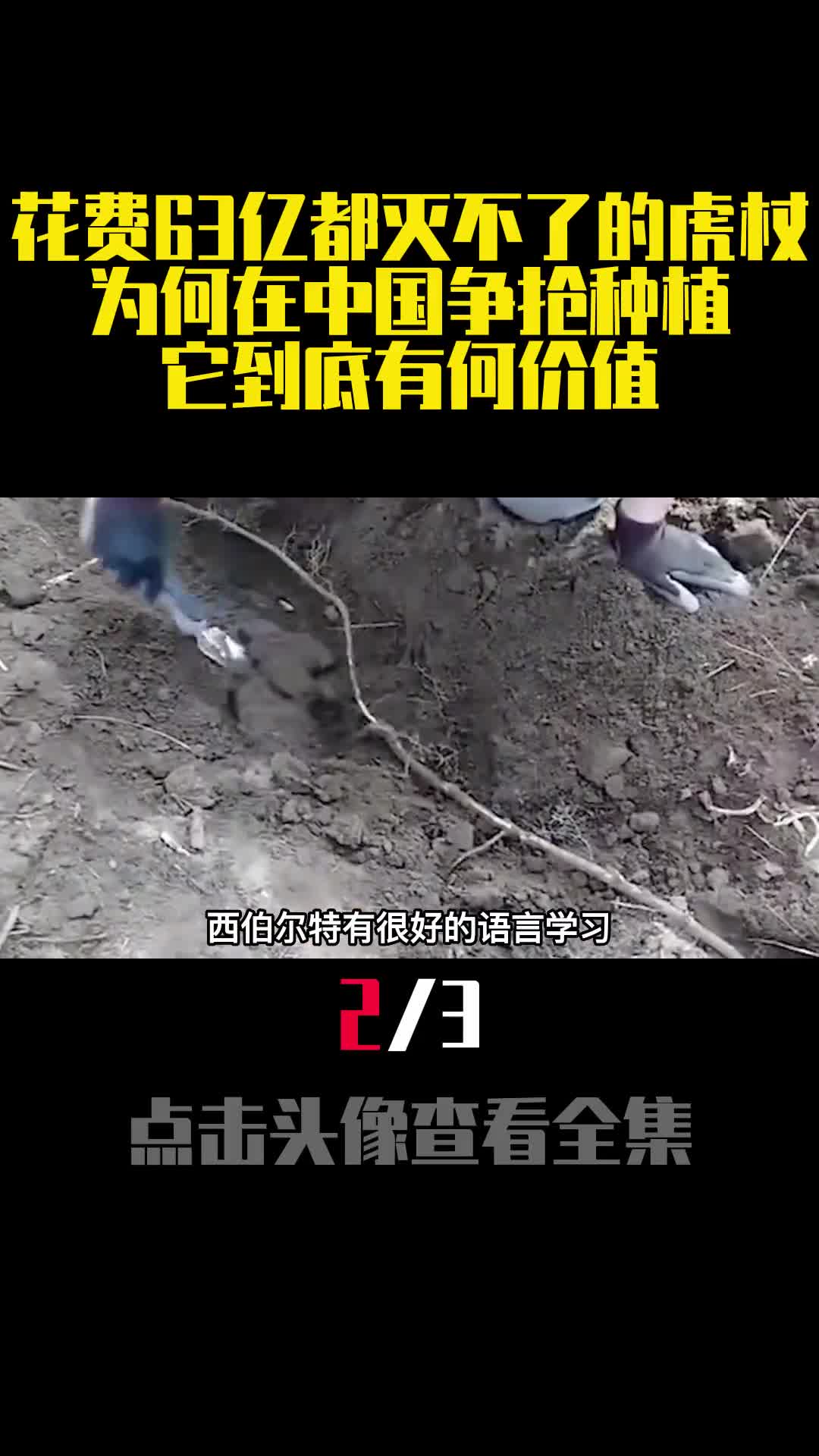 花费63亿都灭不了的虎杖为何在中国争抢种植它到底有何价值2