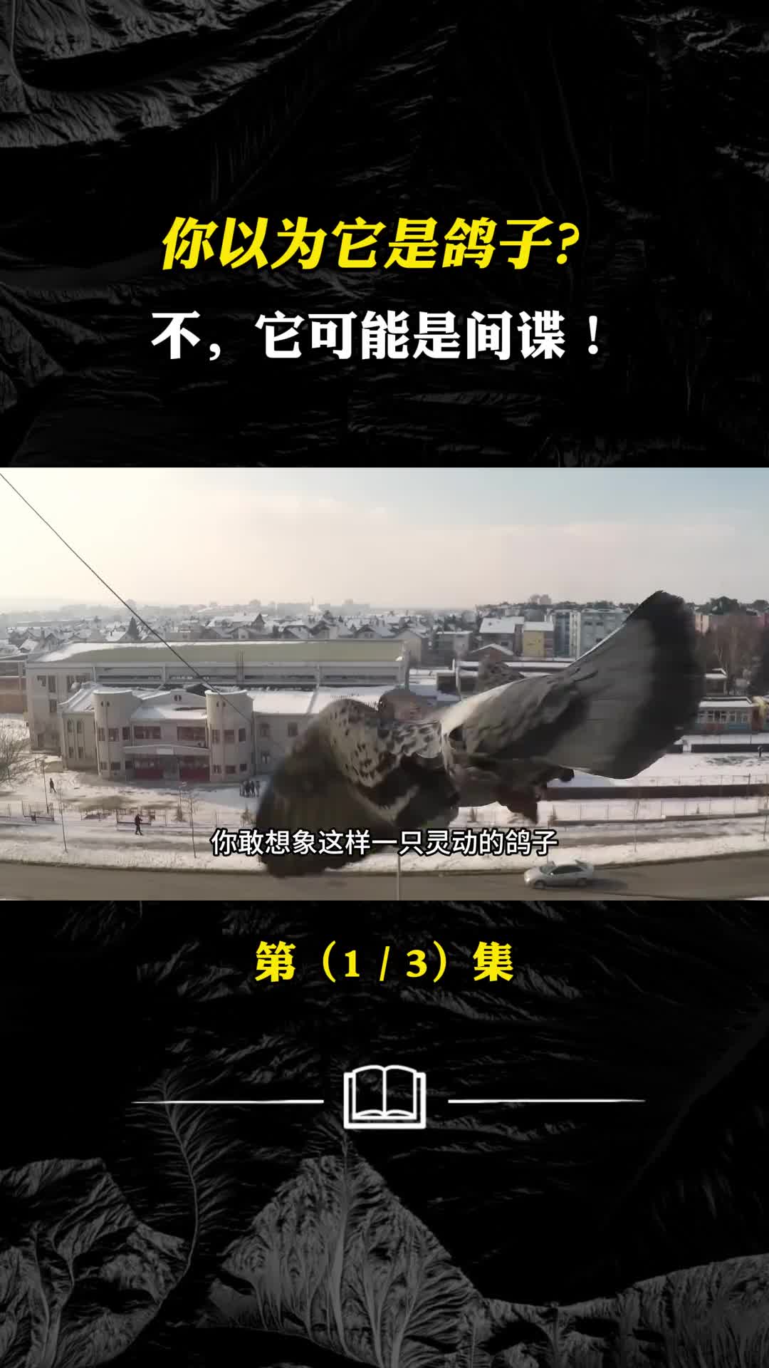 你以为它是鸽子不它可能是个间谍