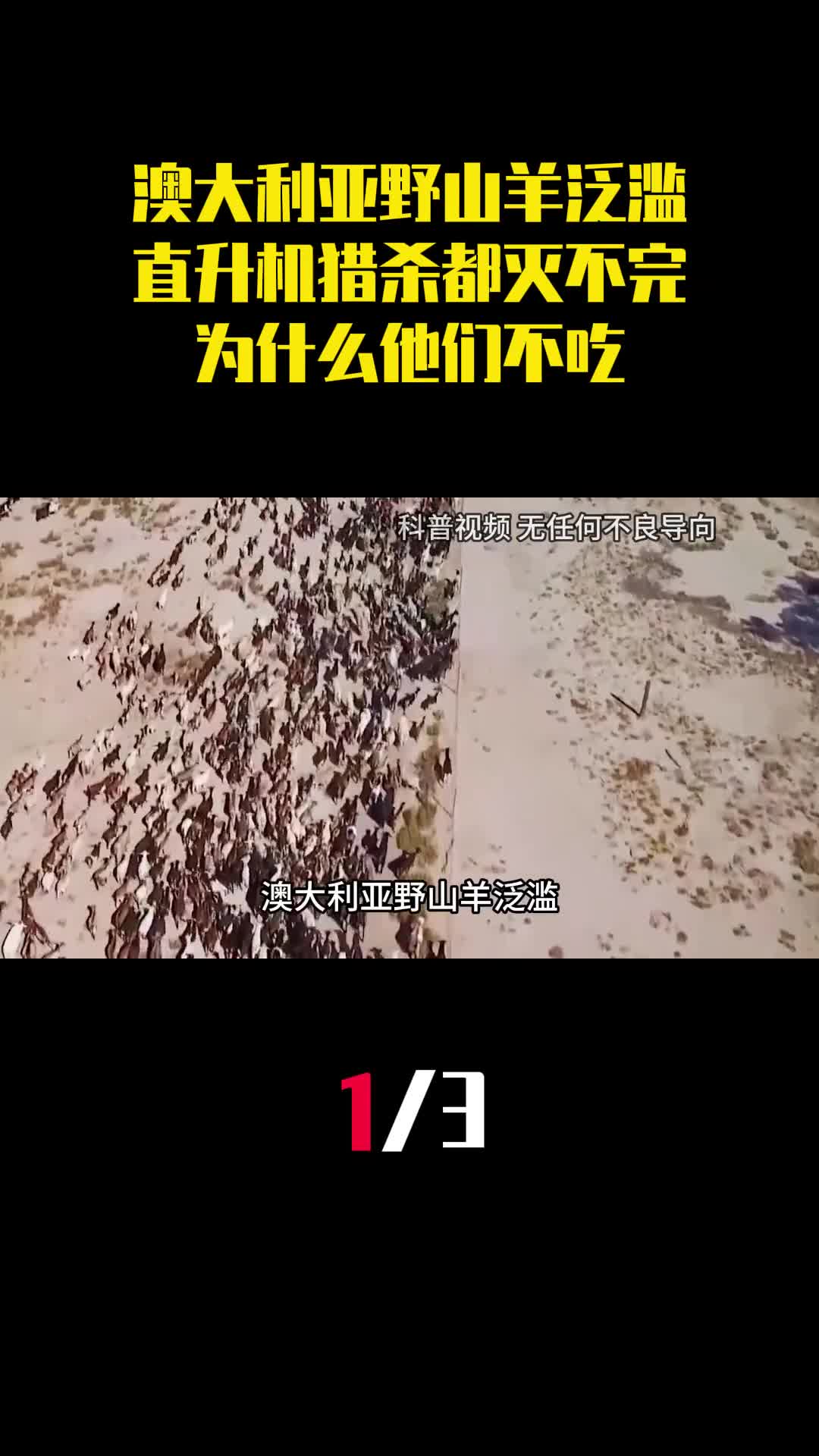 澳大利亚野山羊泛滥用直升机猎杀都灭不完为什么他们不吃1