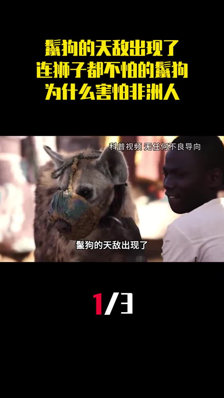 鬣狗的天敌出现了连狮子都不怕的鬣狗为什么害怕非洲人1