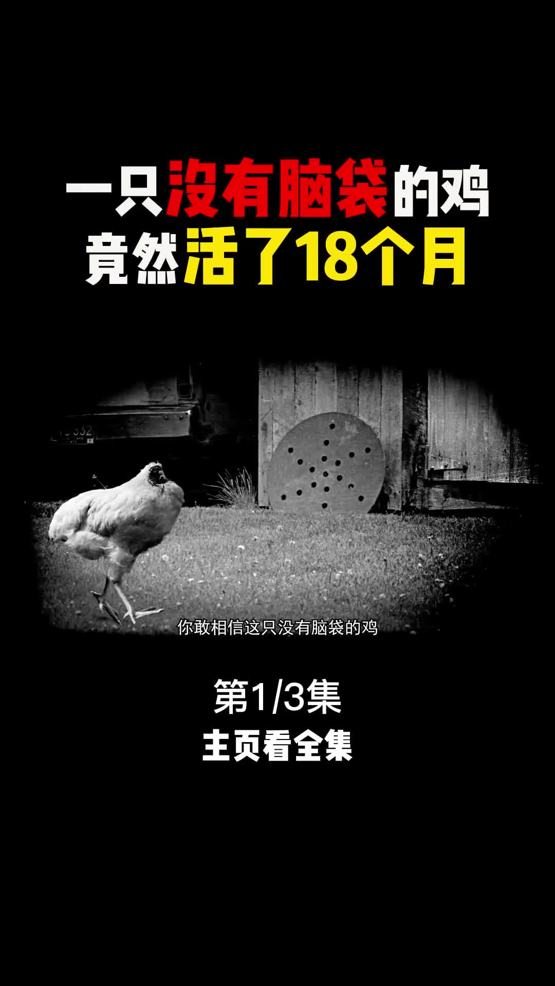 一只鸡的头被砍下来竟然能活18个月那要是人头还有没有意识