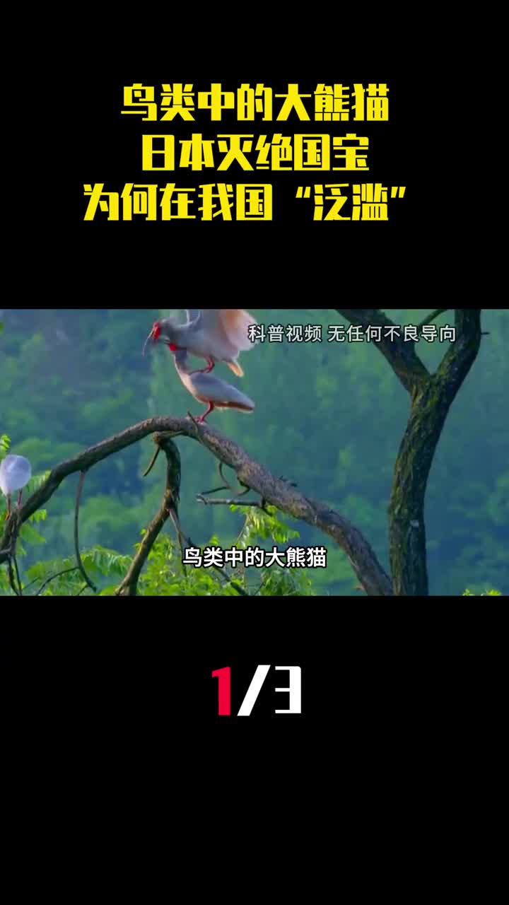 鸟类中的大熊猫日本灭绝国宝为何在我国山沟沟泛滥1