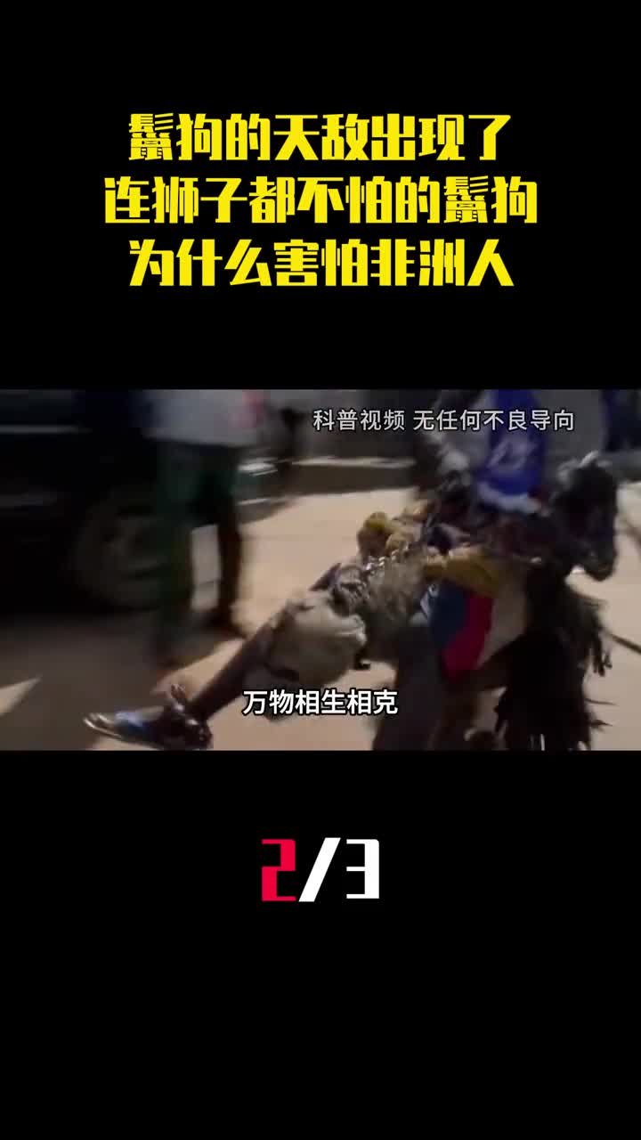 鬣狗的天敌出现了连狮子都不怕的鬣狗为什么害怕非洲人2