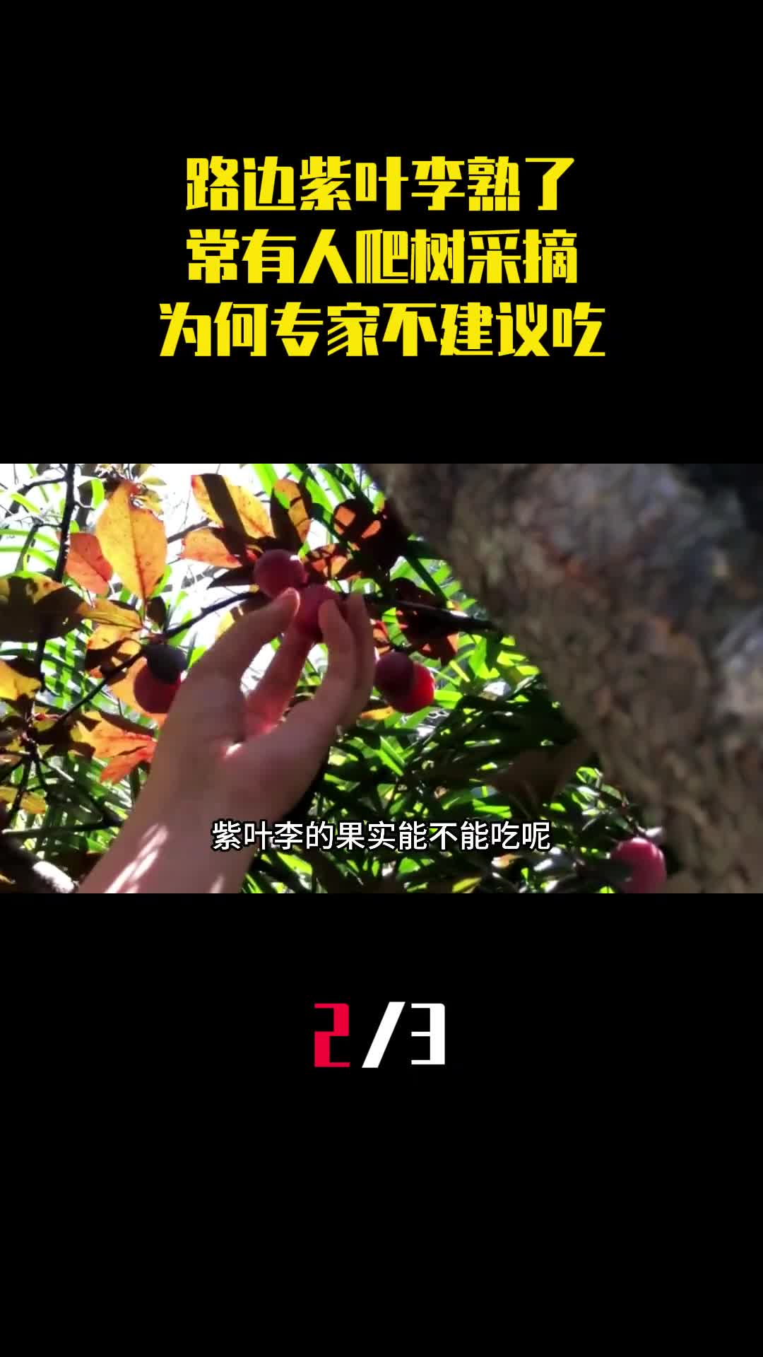 路边的紫叶李又熟了常有人爬树采摘为何专家不建议吃2