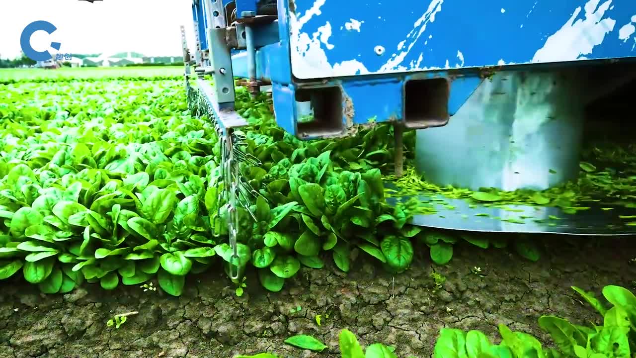 不可思议的菠菜收割机前方圆盘高速旋转只切菜叶不切根