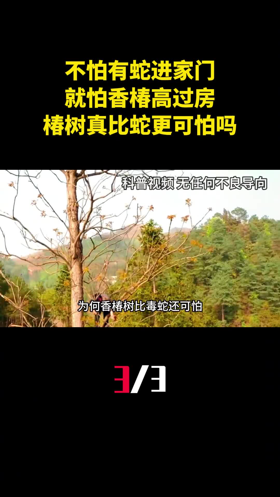 老话不怕有蛇进家门就怕香椿高过房椿树真比蛇更可怕吗3
