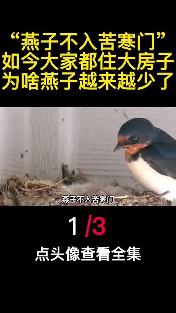 燕子不入苦寒门如今大家都住大房子为啥燕子越来越少了1