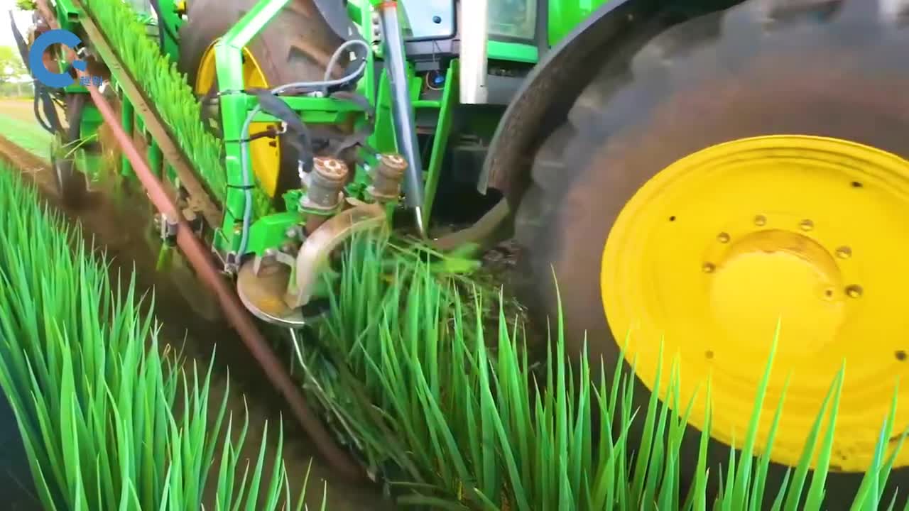 不可思议的大葱收割机成串的连根拔起顺便割掉多余葱叶