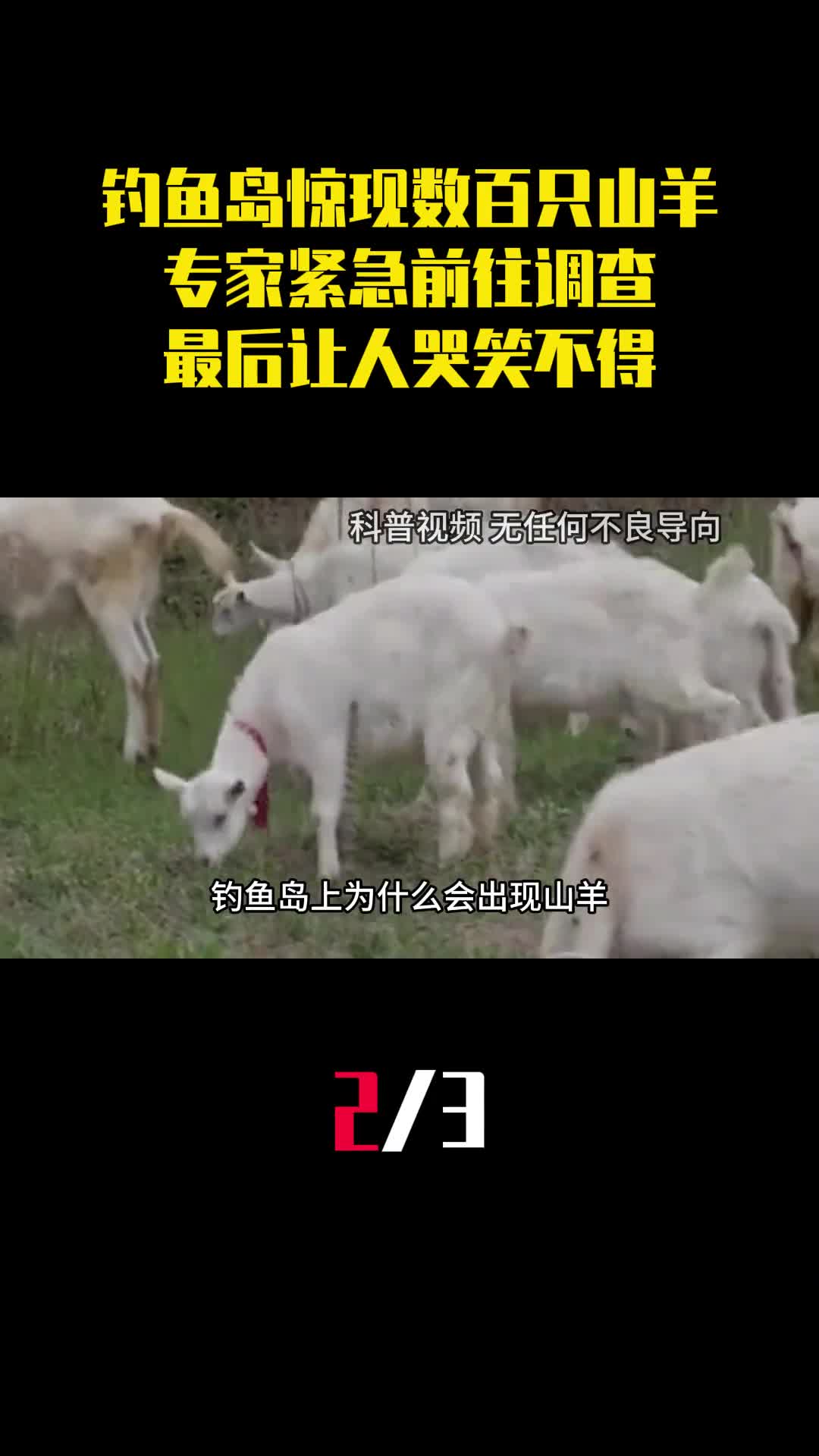 钓鱼岛惊现数百只山羊专家紧急前往调查最后让人哭笑不得2