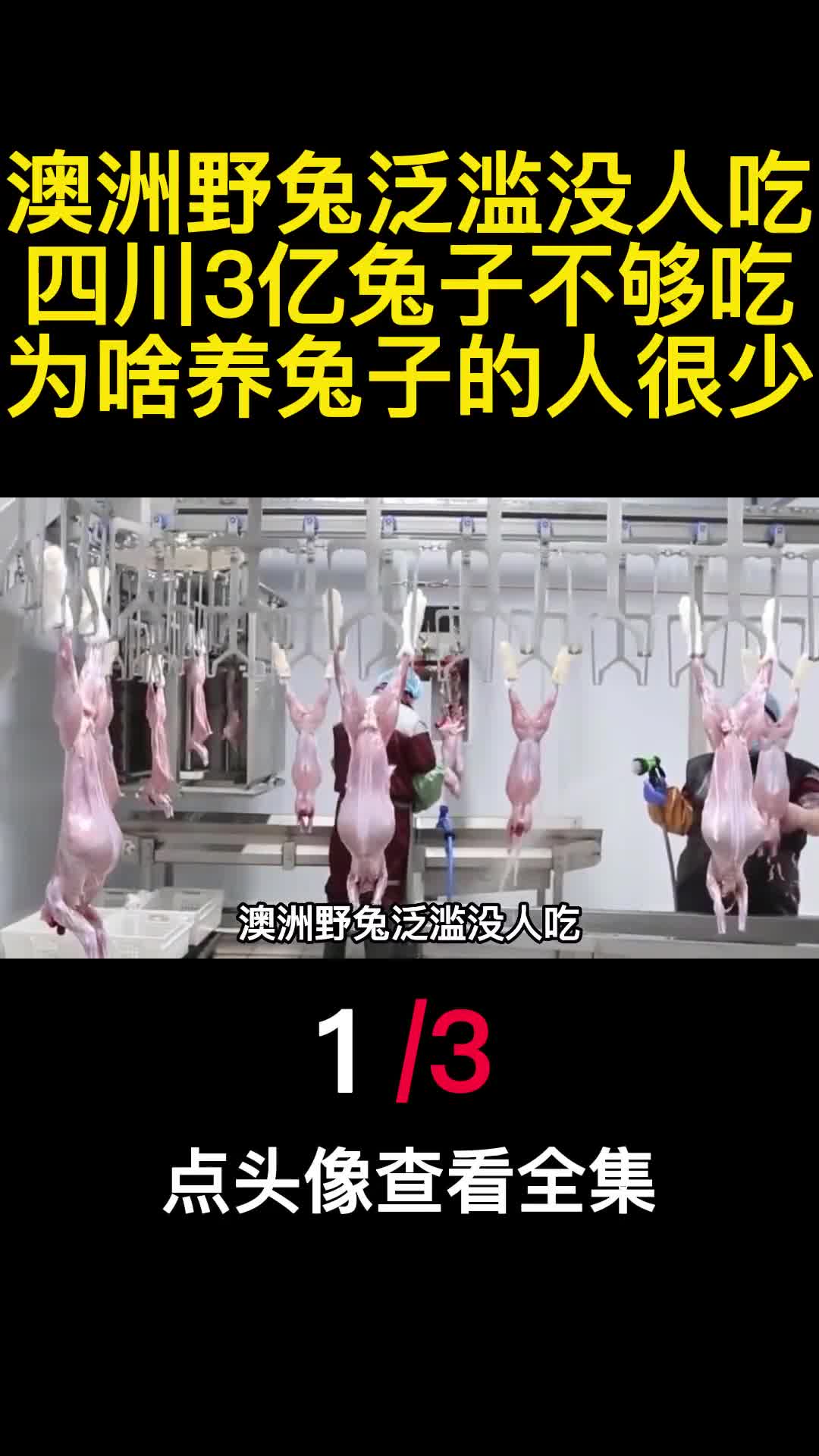 澳洲野兔泛滥没人吃四川3亿兔子不够吃为啥养兔子的人很少1