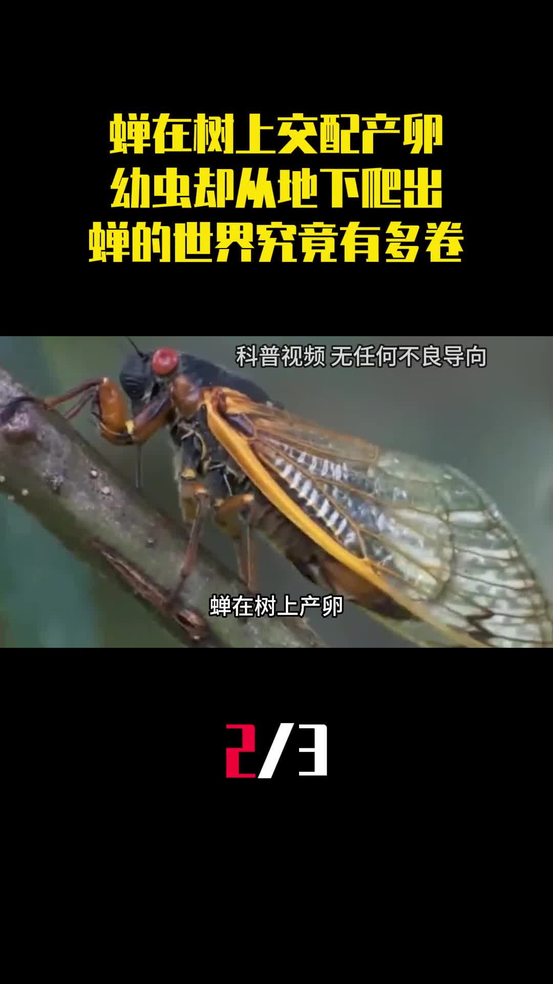 蝉在树上交配产卵幼虫却从地下爬出蝉的世界究竟有多卷2