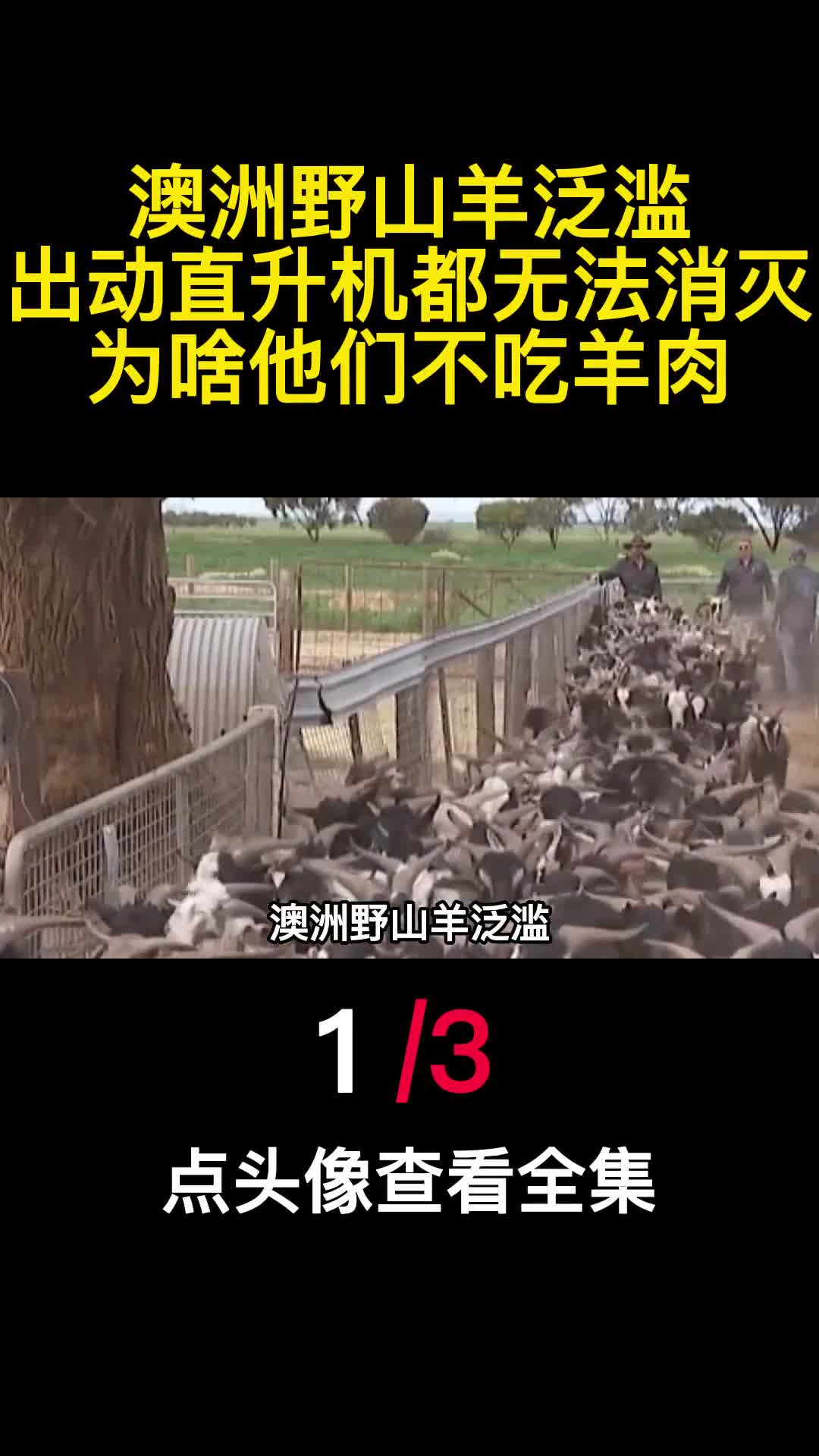 澳洲野山羊泛滥出动直升机都无法消灭为啥他们不吃羊肉1