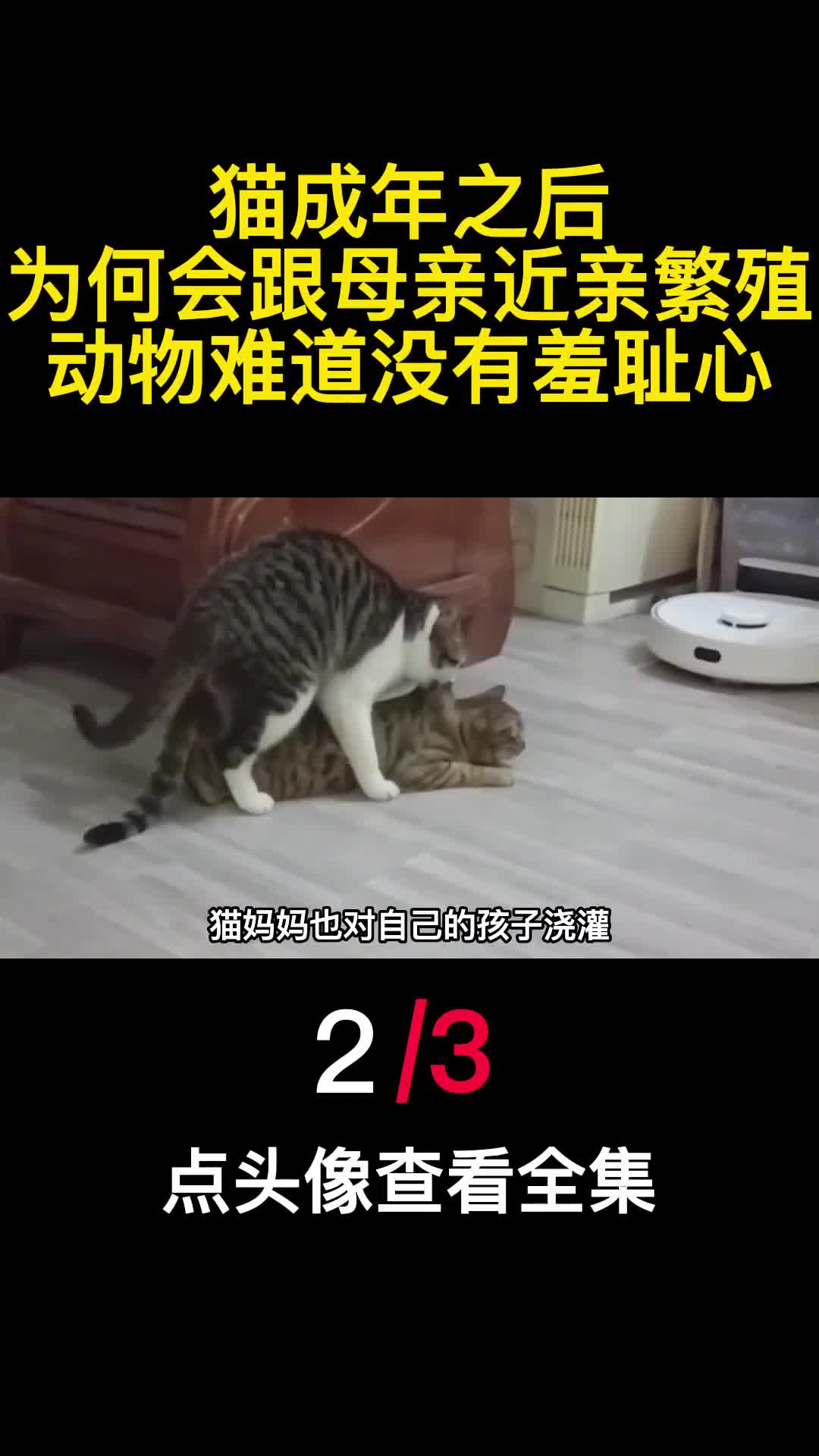 猫成年之后为何会跟母亲近亲繁殖动物难道没有羞耻心2