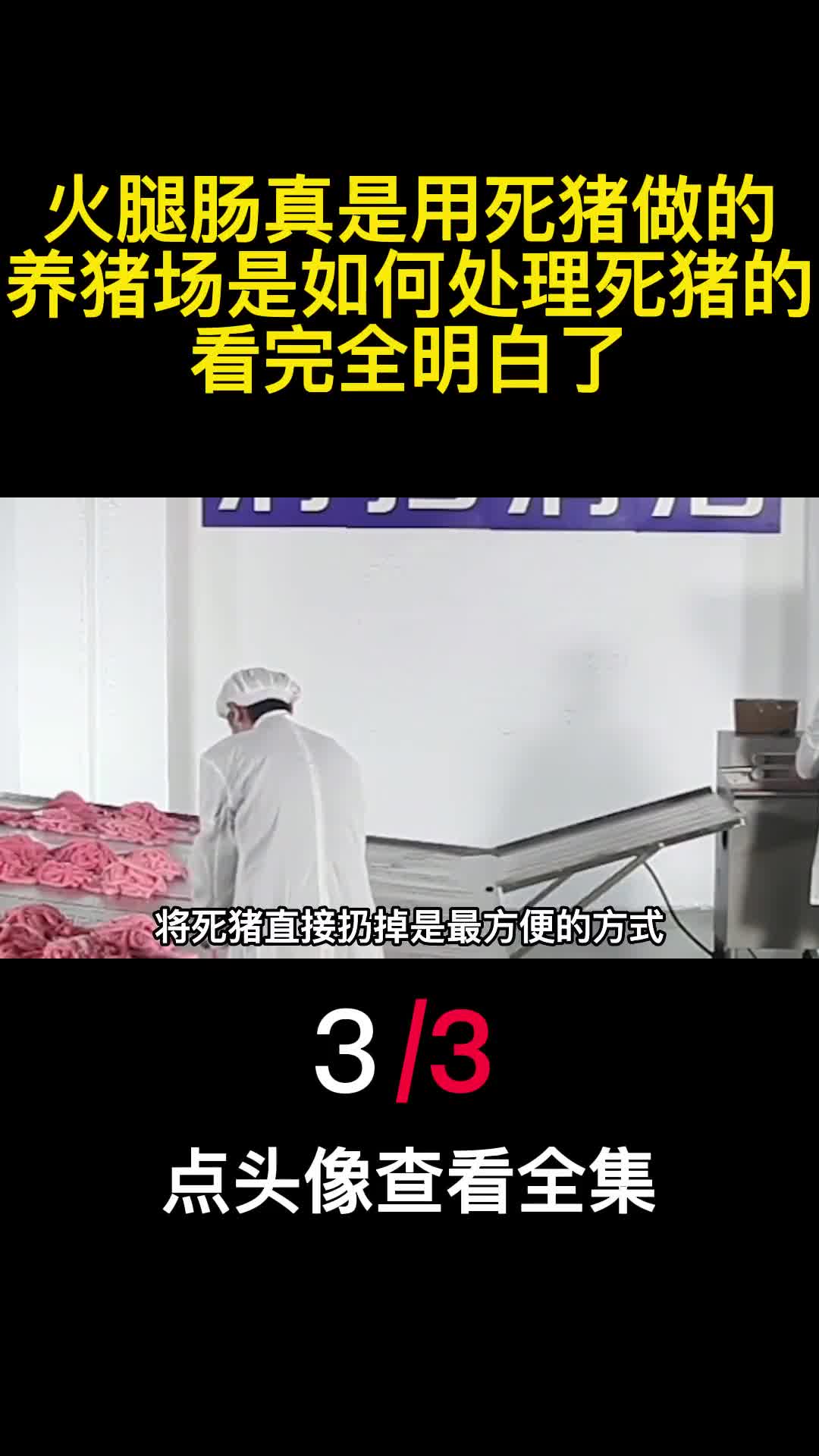 火腿肠真是用死猪做的养猪场是如何处理死猪的看完全明白了3