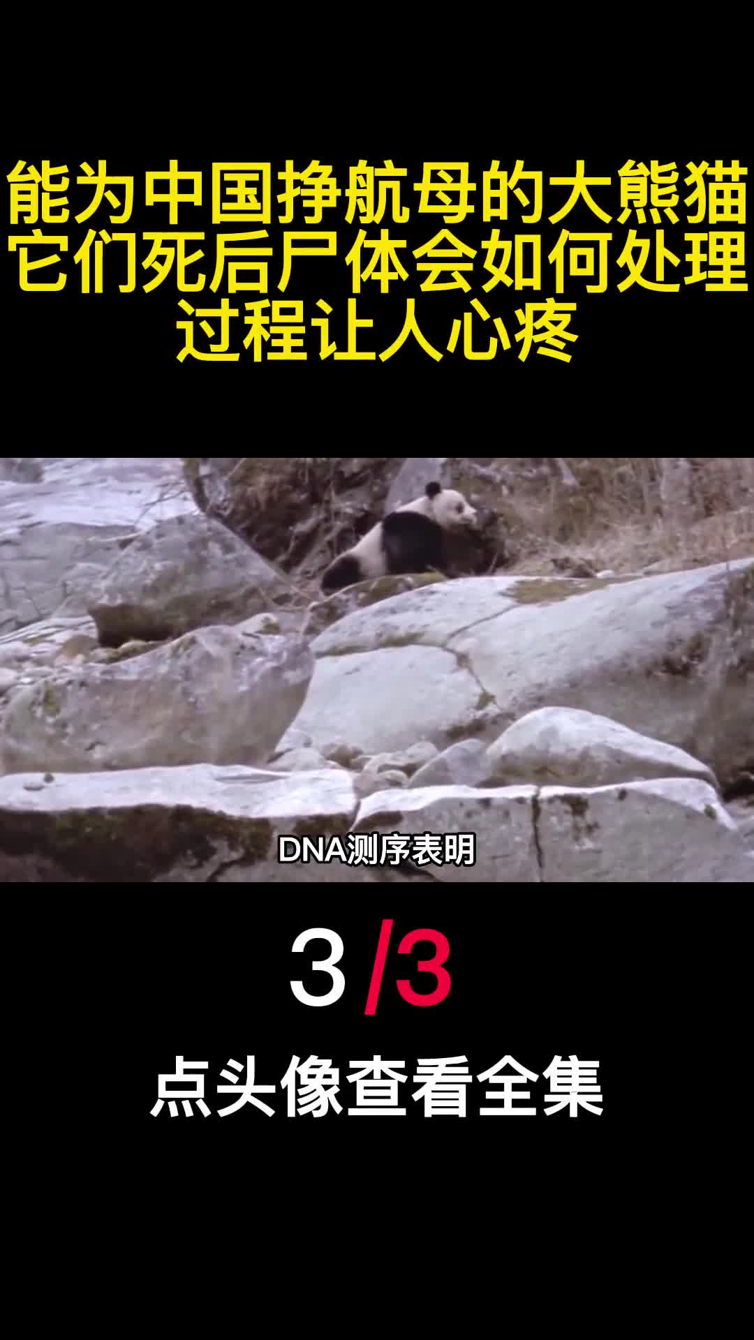 能为中国挣航母的大熊猫它们死后尸体会如何处理过程让人心疼3