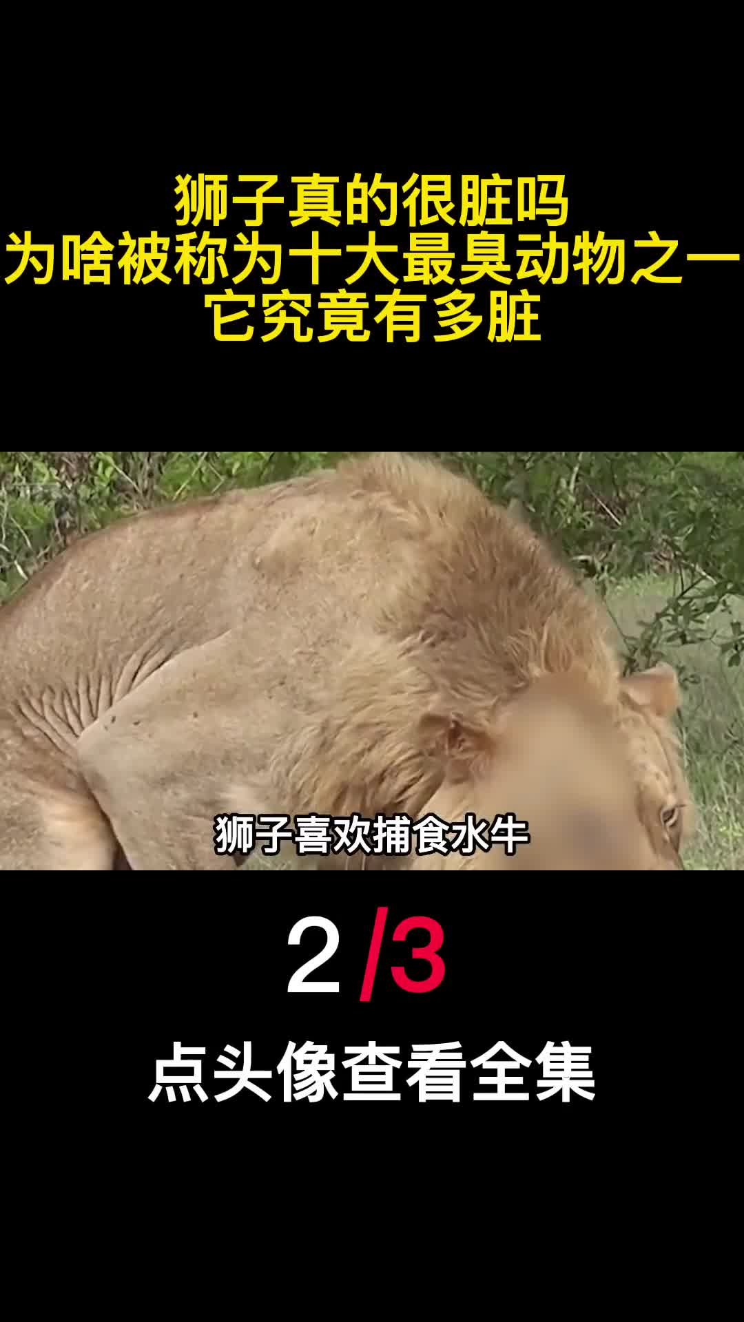 狮子真的很脏吗为啥被称为十大最臭动物之一它究竟有多脏2