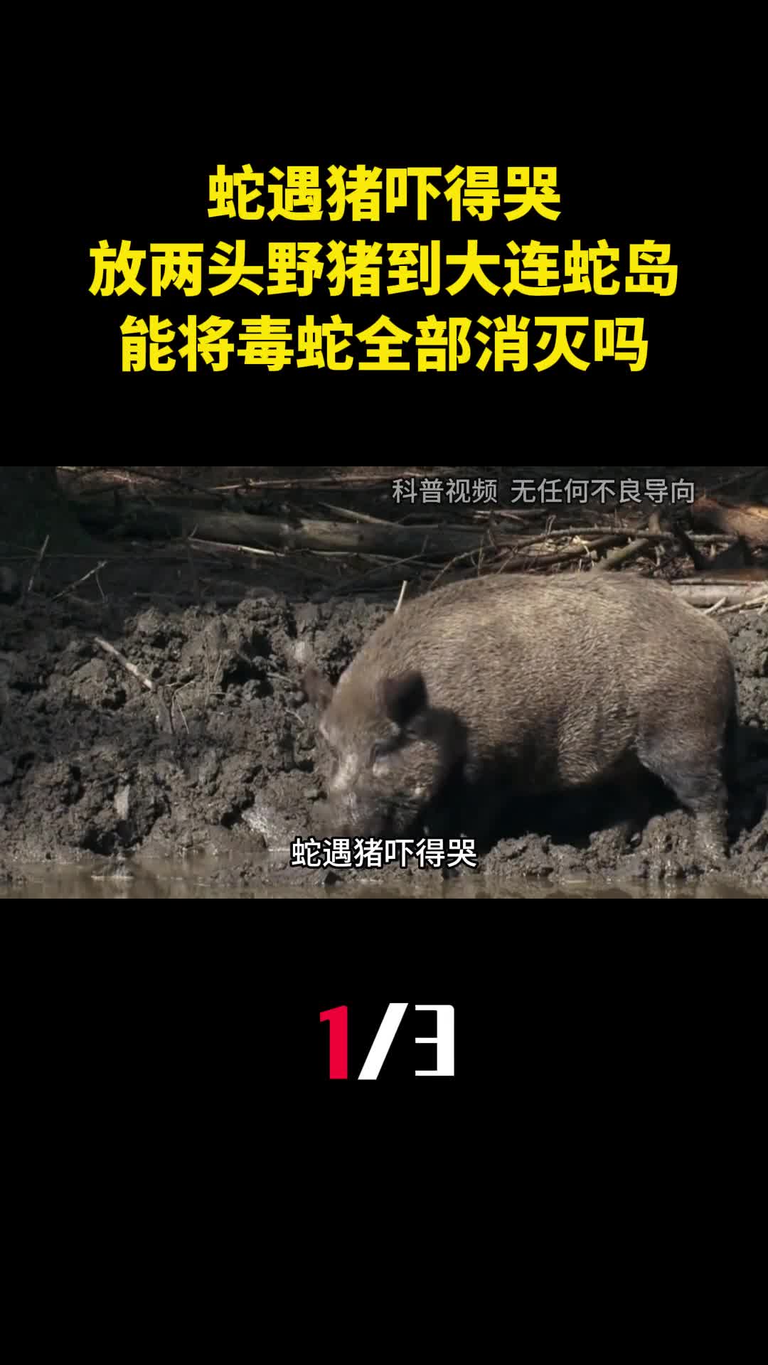 蛇遇猪吓得哭放两头野猪到大连蛇岛能将毒蛇全部消灭吗1
